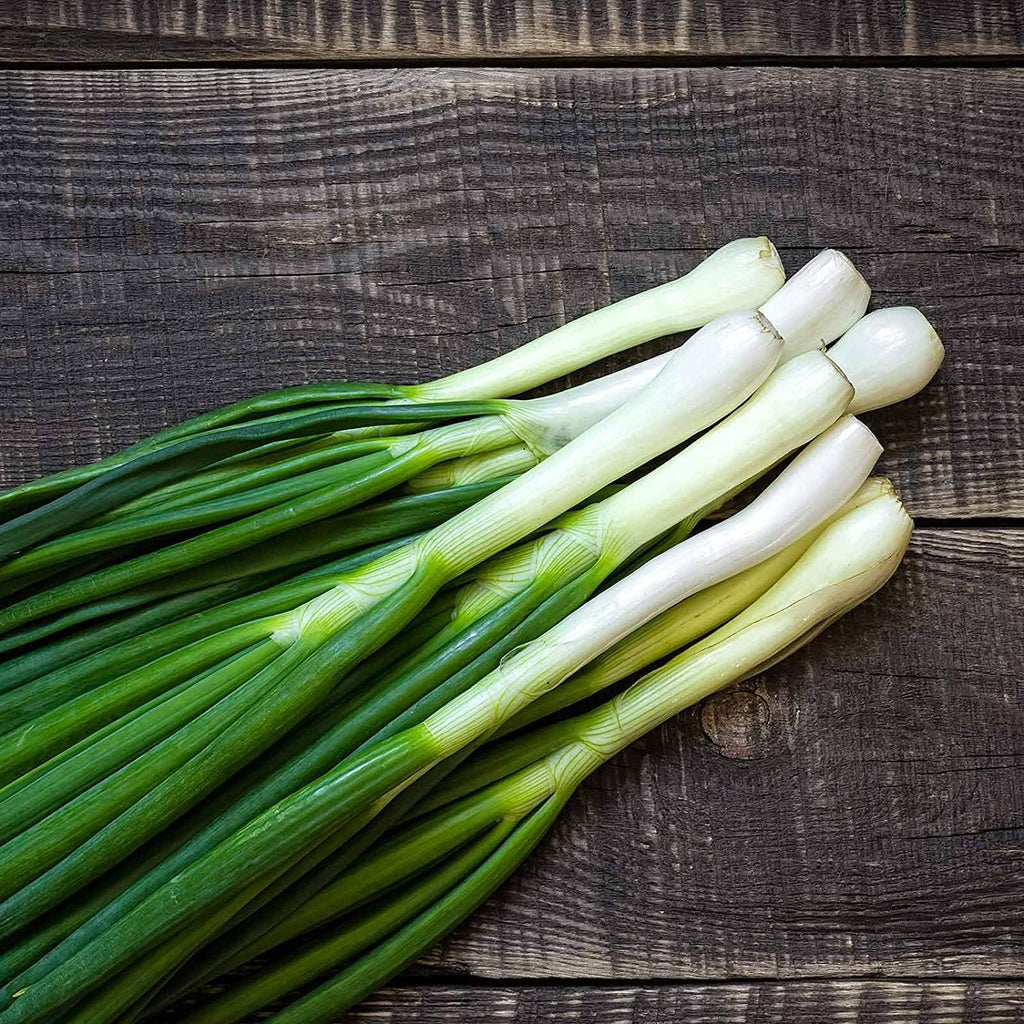 Mountain Valley Seed Co Tokyo Long White Bunching Onion Garden Seeds - 4 Oz | ~33,600 Seeds - Non-GMO, Heirloom