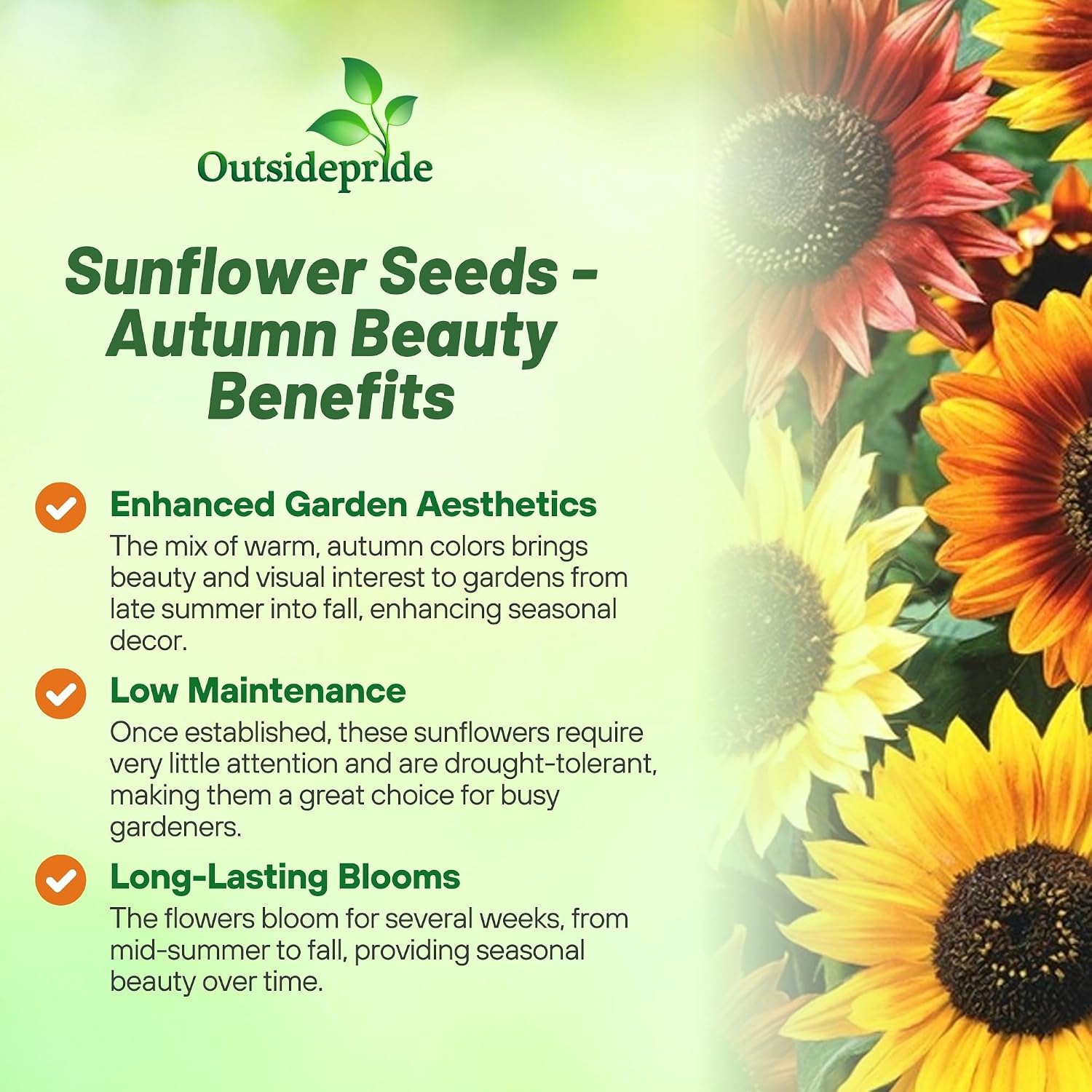 Outsidepride Autumn Beauty Sunflower Seeds for Planting - 1 Lb. Annual, Easy to Grow Flower Seeds w/Vibrant, Abundant