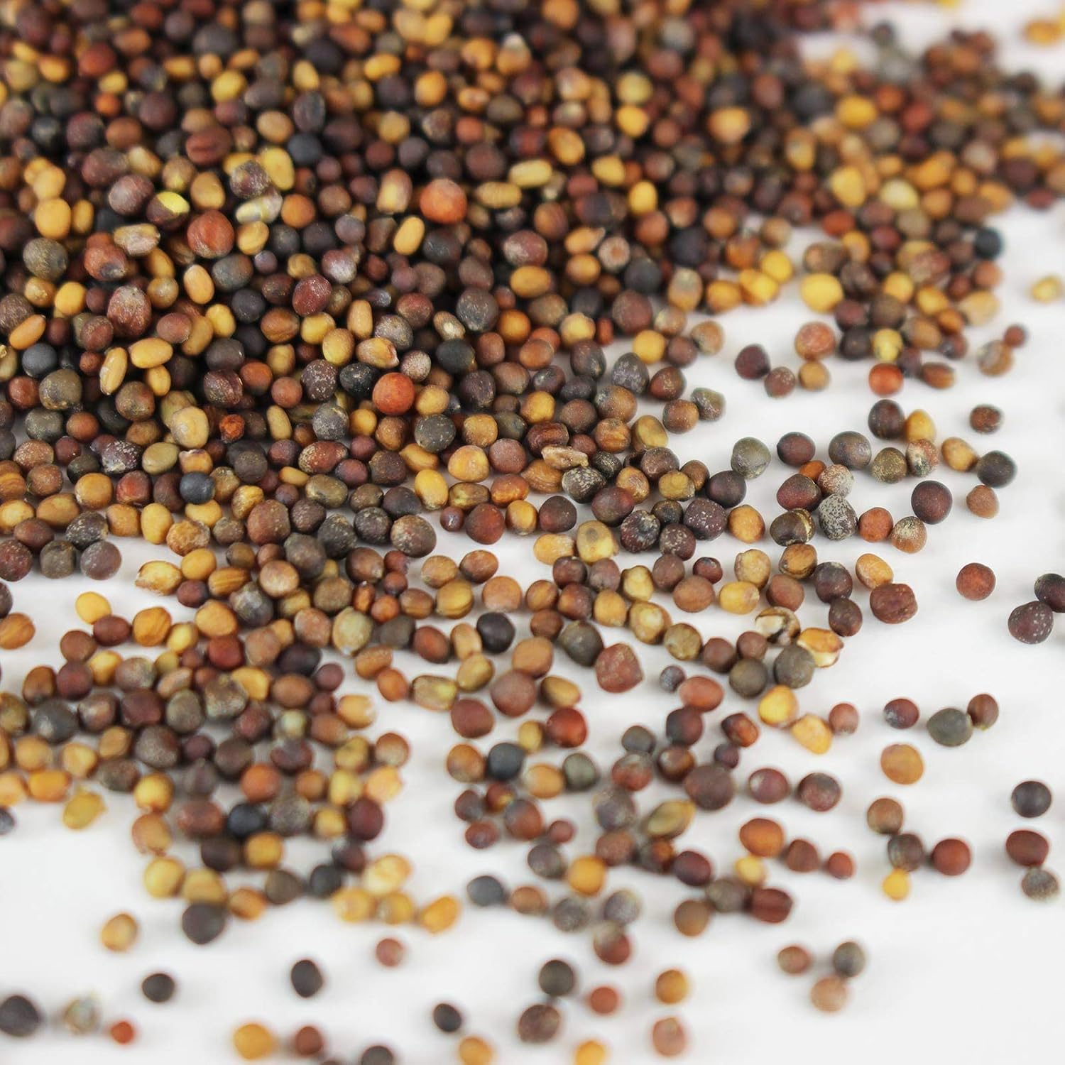Mountain Valley Seed Co Spicy Micro Salad Mix Microgreens Seeds 1 Lb | Non-GMO Seed Blend: Broccoli, Kale, Mustard