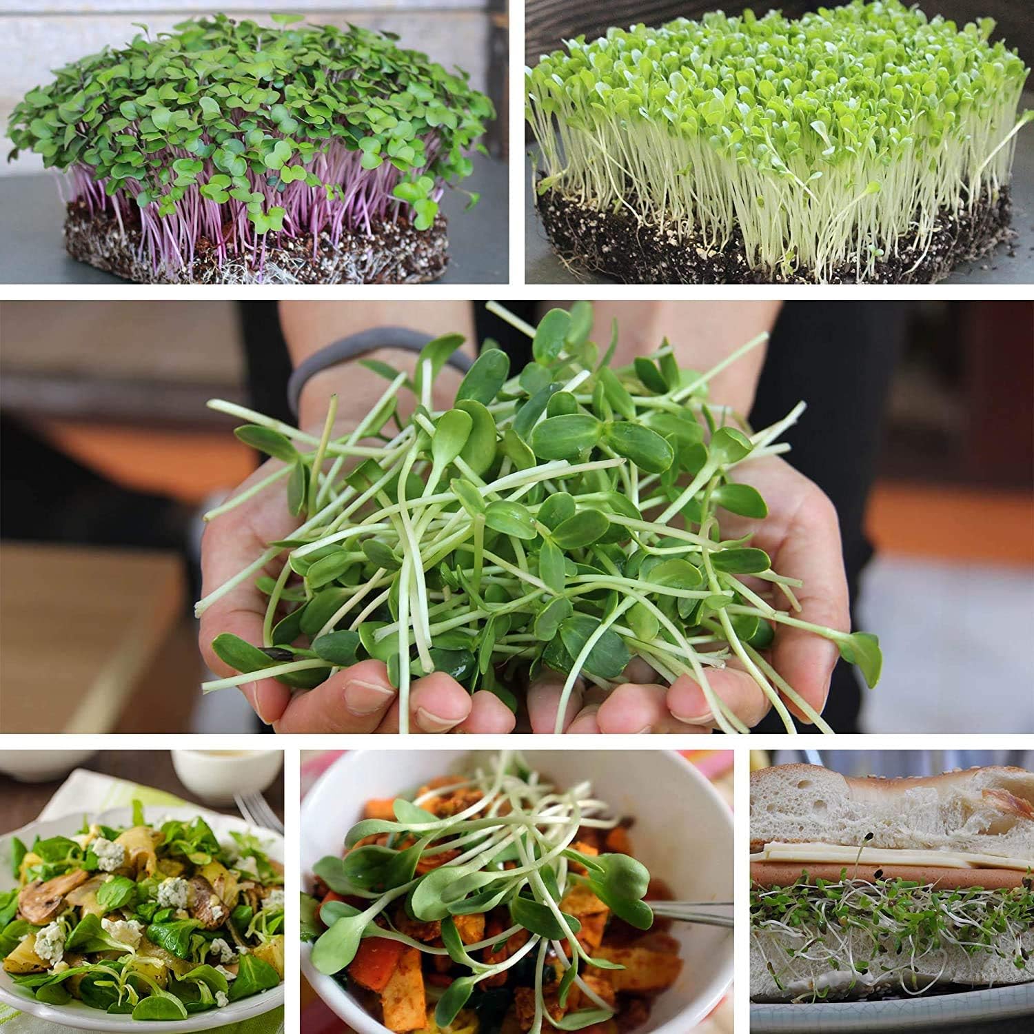 Handy Pantry Micro-Mats Hydroponic Grow Pads for Organic Production 10 Pack | Plant & Seed Germination: Wheatgrass