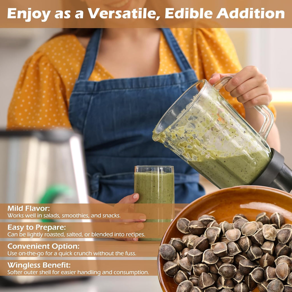 Moringa Seeds Wingless 3 lbs. - PKM1 Variety - Edible Snacking - Planting - Moringa Oleifera - Malunggay - Semillas De