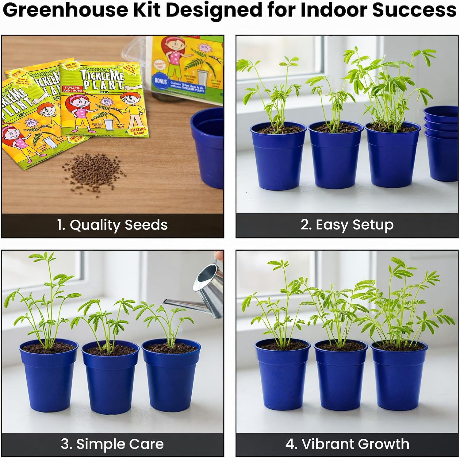 Deluxe Family Greenhouse Kit - Grow the Playful Plant that Closes Its Leaves When Tickled! Includes Mini Greenhouse, 3