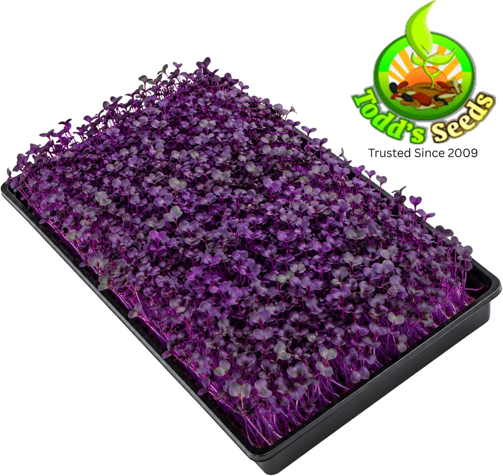 Todd's Seeds Rambo Radish Sprouting Seeds, 1/2 lb – Non-GMO | Striking red/purple sprouts. Ready in 5 days. High