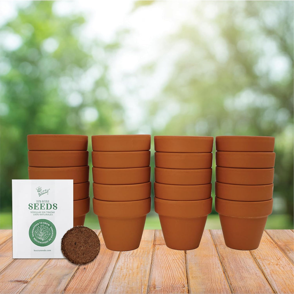 BUZZY Seeds Forget-Me-Not Grow Kit, Bulk 20-Pack - Mini Terracotta Pot Grow Set - Complete Indoor/Outdoor Gardening Kit