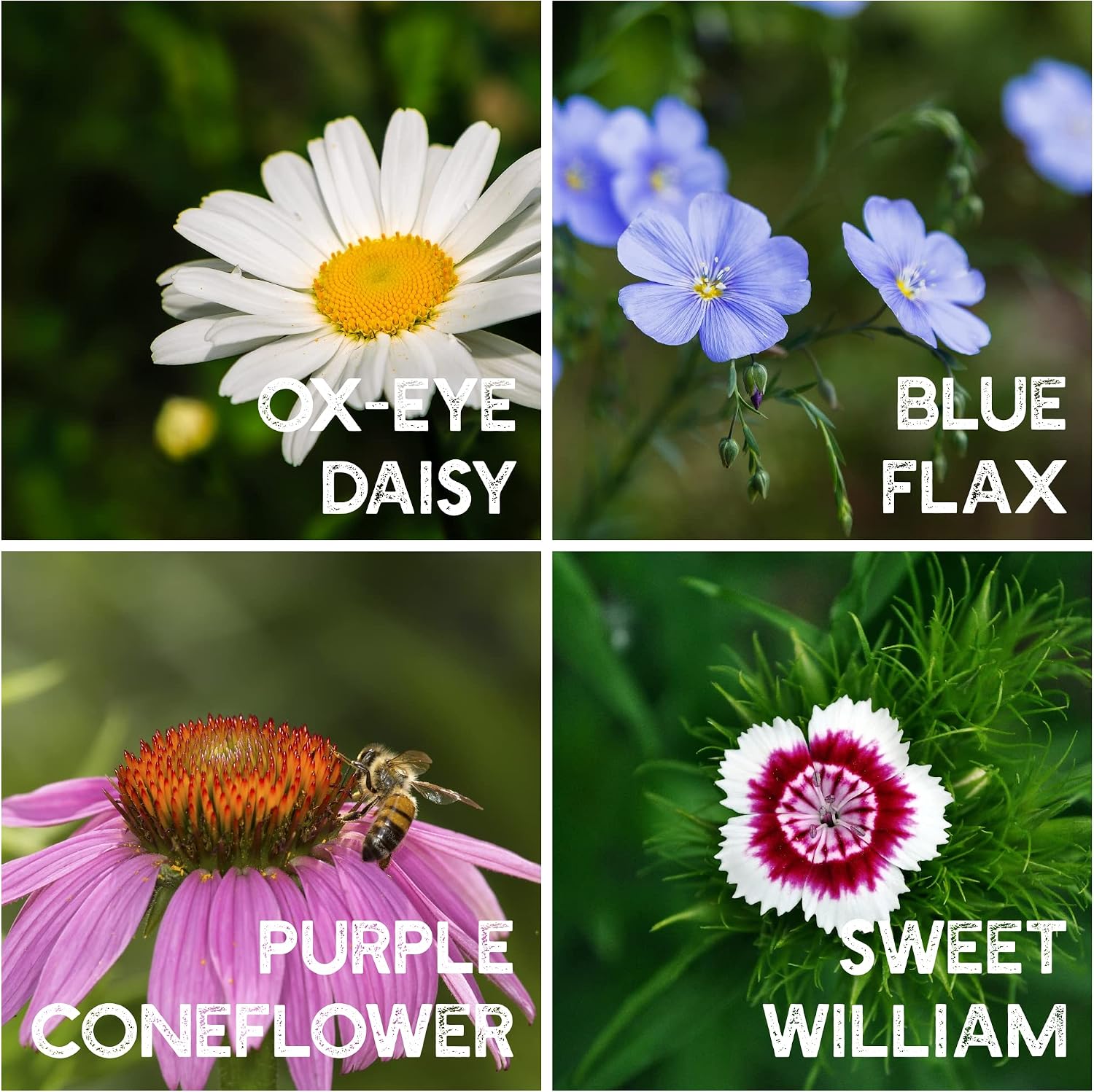 Mountain Valley Seed Co All Annual Wildflower Seed Mix 1 lb, 16,000 Seeds | 21 Flower Varieties Including Poppy, Indian