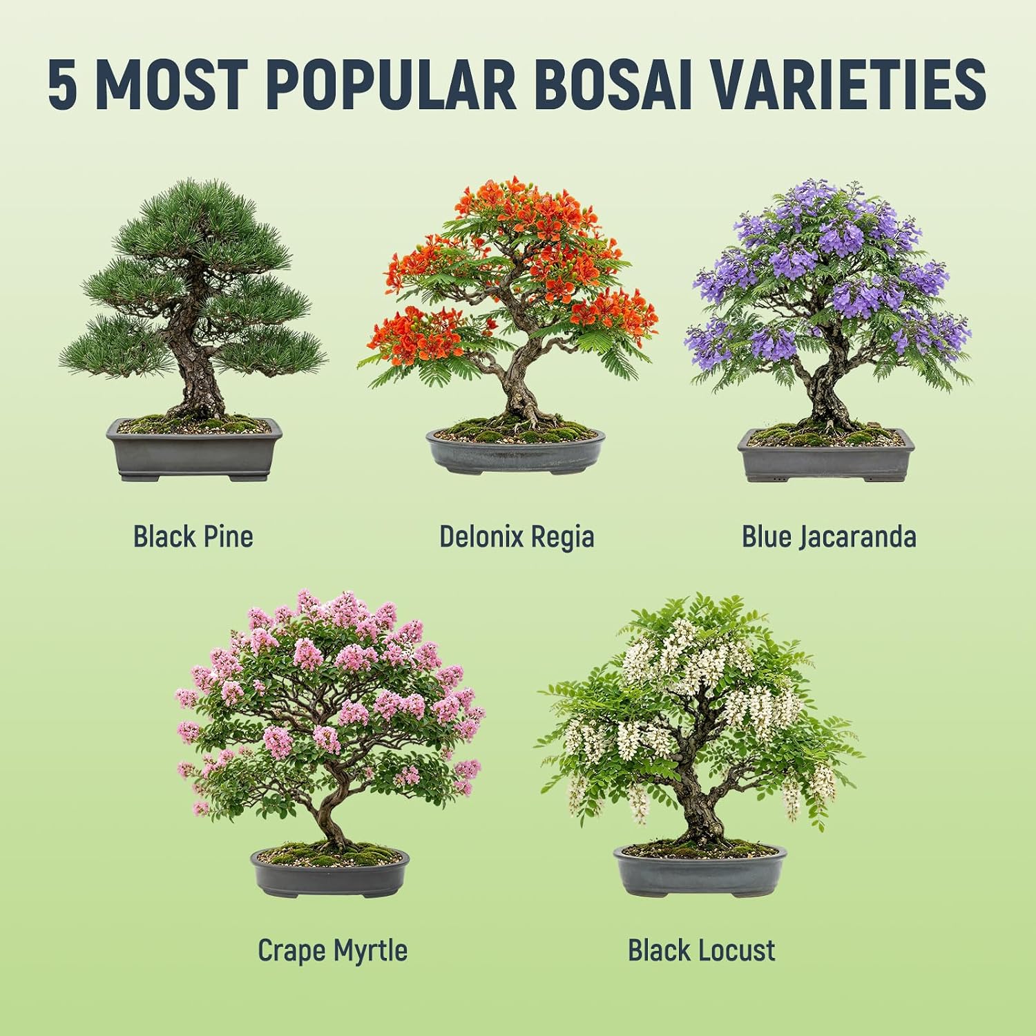 Bonsai Tree Kit - Complete Indoor Bonsai Starter Kit with 5 Unique Tree Seeds, Bonsai Tools - DIY Gardening Gift for