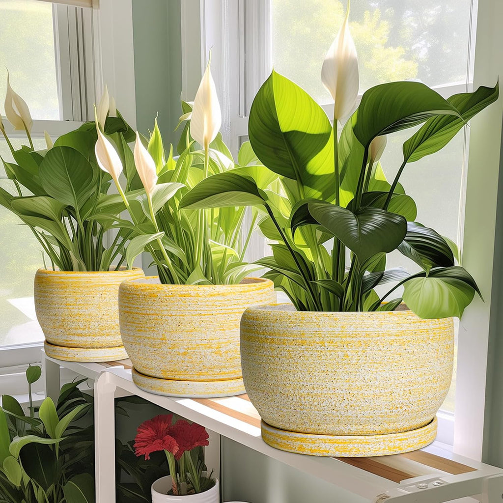 SQOWL Ceramic Planter - 6 Inch Plant Pot Indoor with Drainage Hole and Saucer, Decorative Ceramic Flower Pot Outdoor