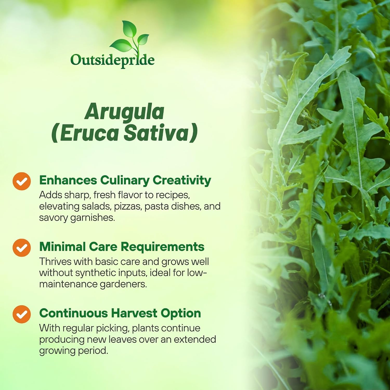 Outsidepride Arugula & Microgreens Seeds - 1 lb. Annual, Easy to Grow & Pollinator Friendly, Herb Seeds for Planting
