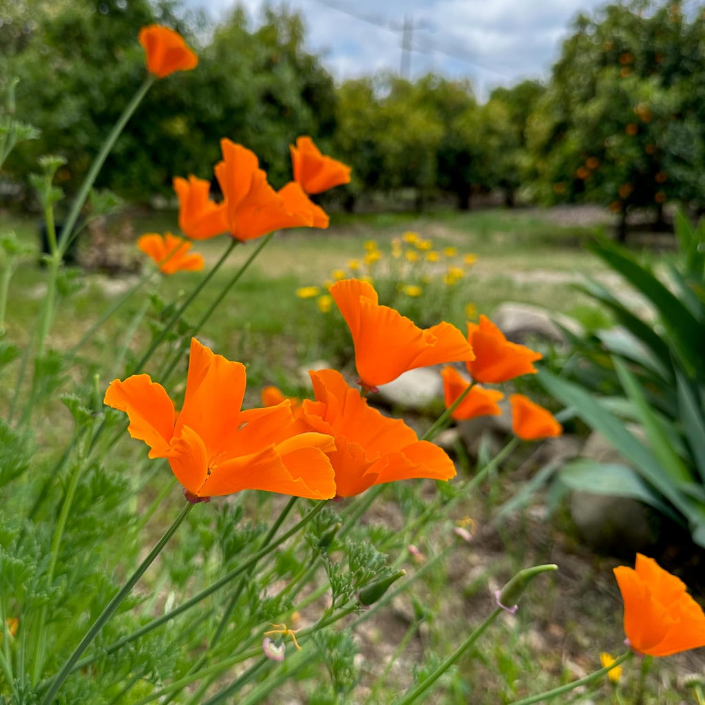Poppy Flower Seed, 7 Variety Pack | Seven Poppy Varieties, Heirloom and California Types, Silky Ornamental Blooms