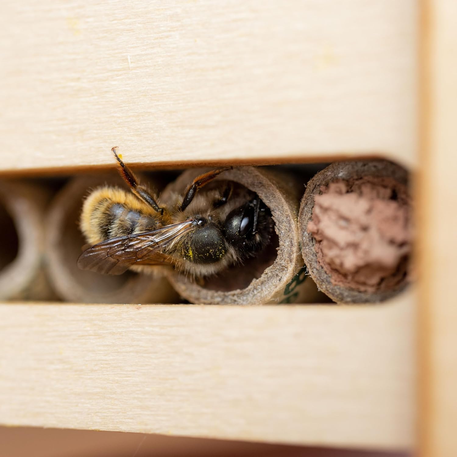 DIY Solitary Bee Hotel Kit – Make Your own Home for Wild Bees. Bee-Friendly Gift for Nature Lover. 190 x 215 x 70mm