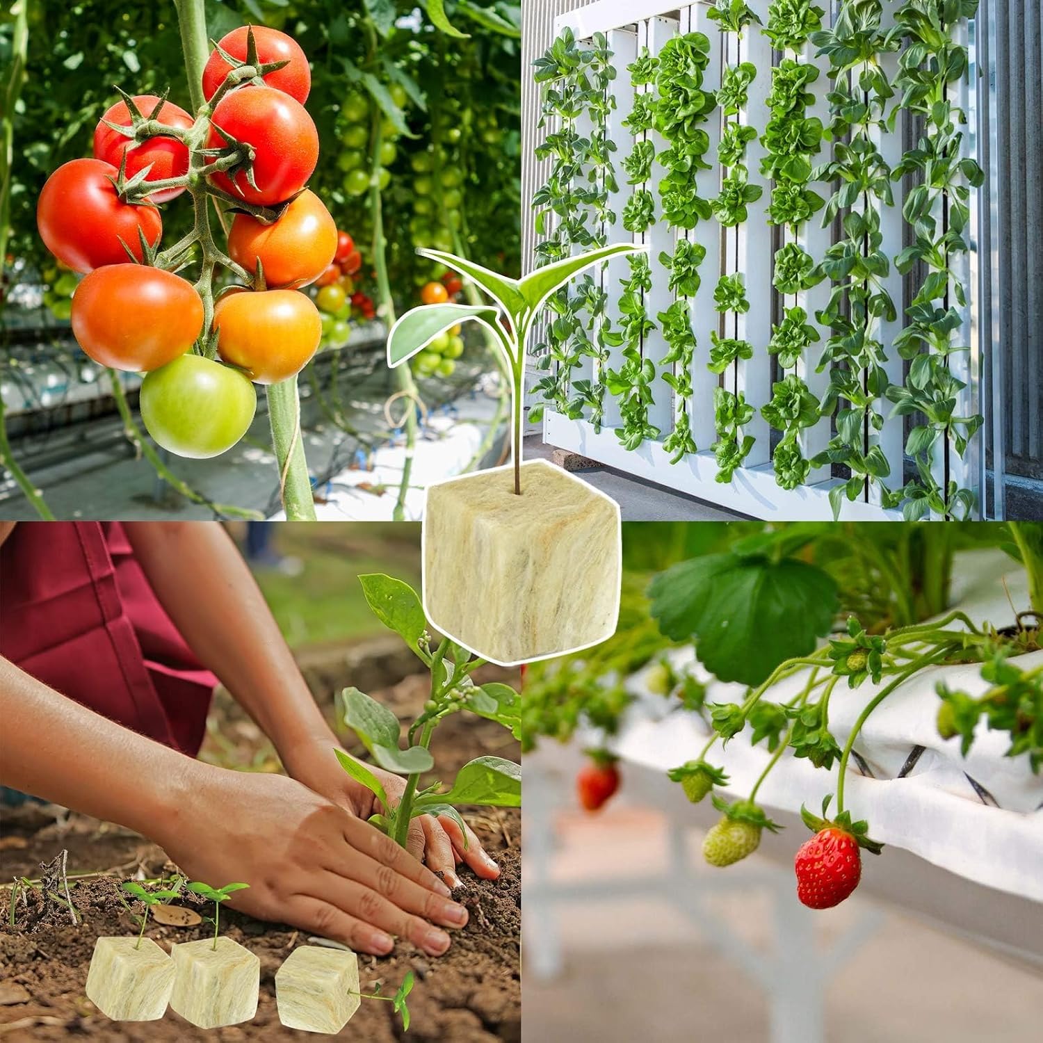 Halatool 1.5 in Rockwool Cubes for Hydroponics, 196 Plugs Seed Starter Cube | High Germination Rate for Vegetables &