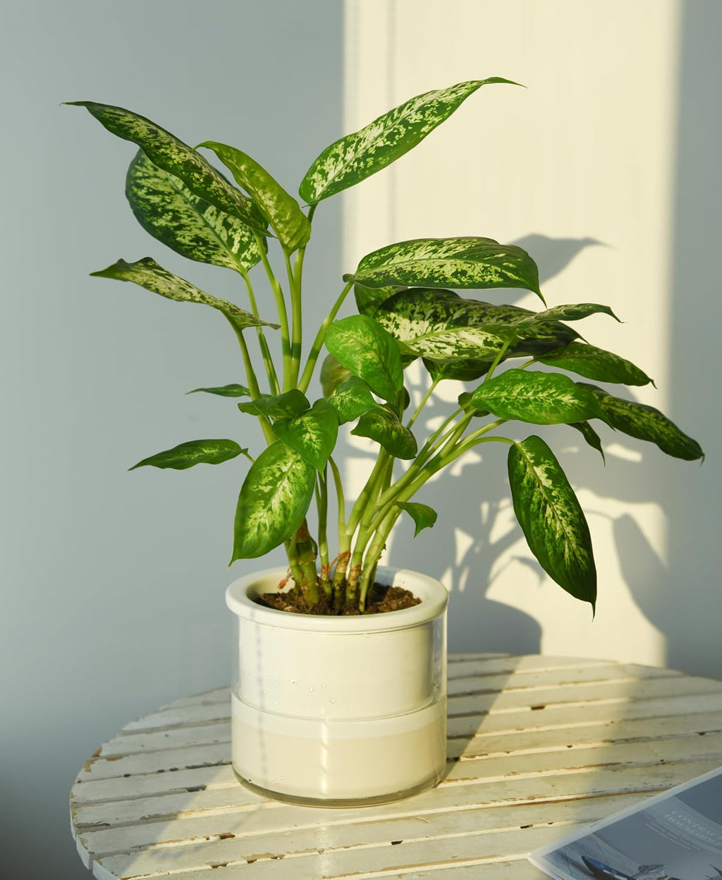 Phoenix Vine 6 Inch Self Watering Planter, Design White Terracotta Pot for Plants, Indoor Cylinder Terra Cotta Pot with