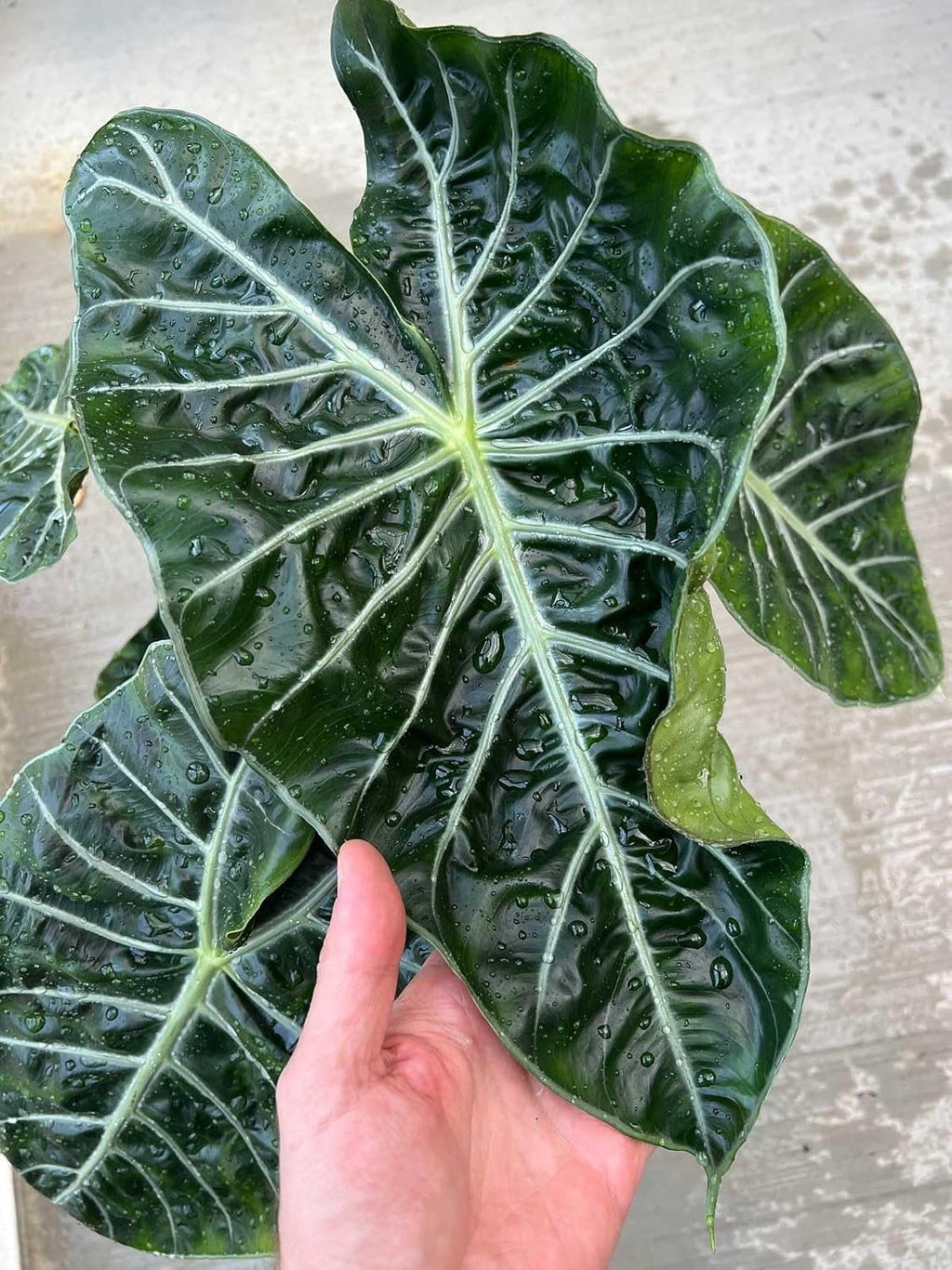 Premium Alocasia Plant Soil Mix by Gardenera - Stimulate Growth and Elevate Leaf Elegance with Nourishing Formula - 5
