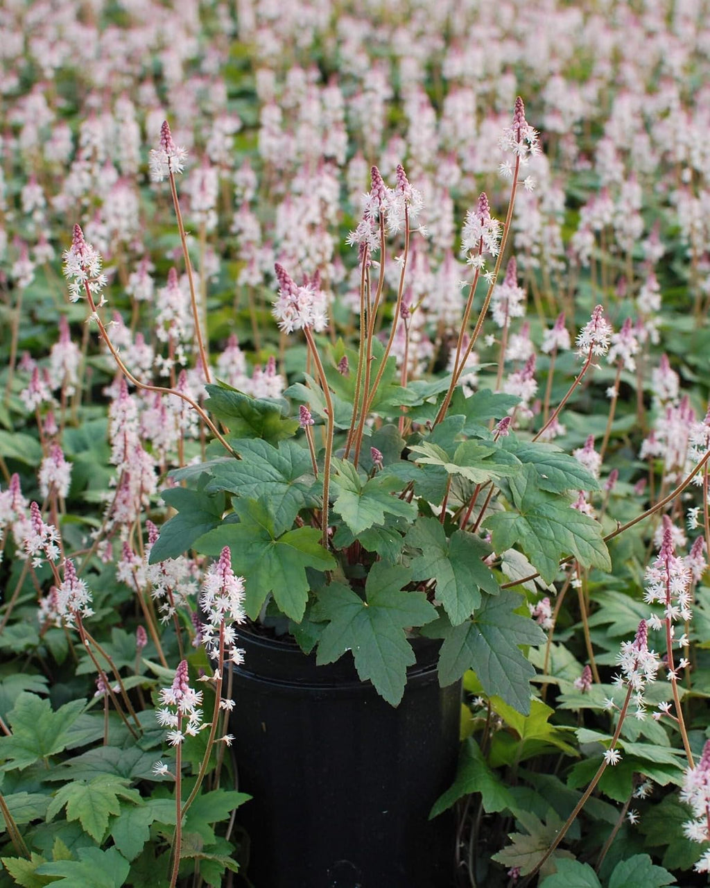 Tiarella cordifolia 'Oakleaf' (Foam) Perennial, Size- Container, Pink Flowers