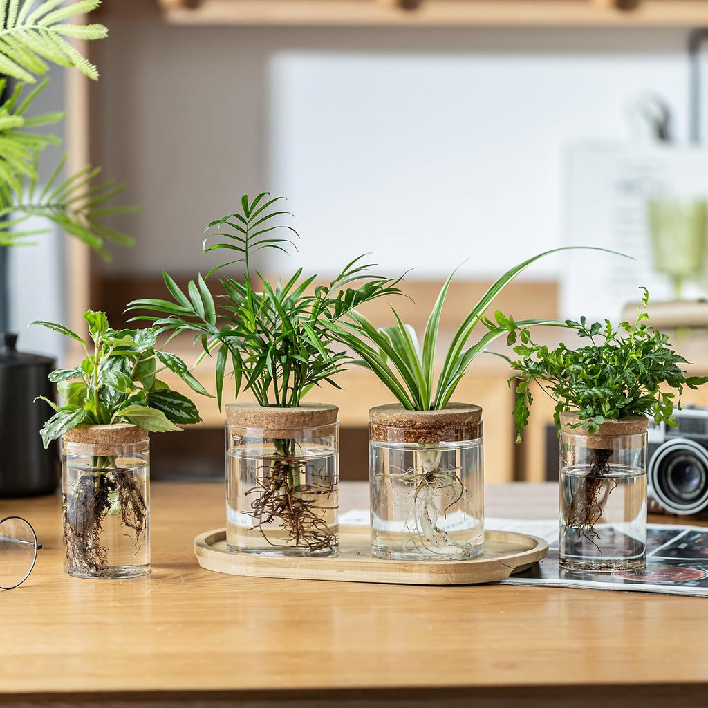 Plant Propagation Stations for Plants, 2 Size Glass Propagation Vases for Propagating Hydroponic Indoor Home Office