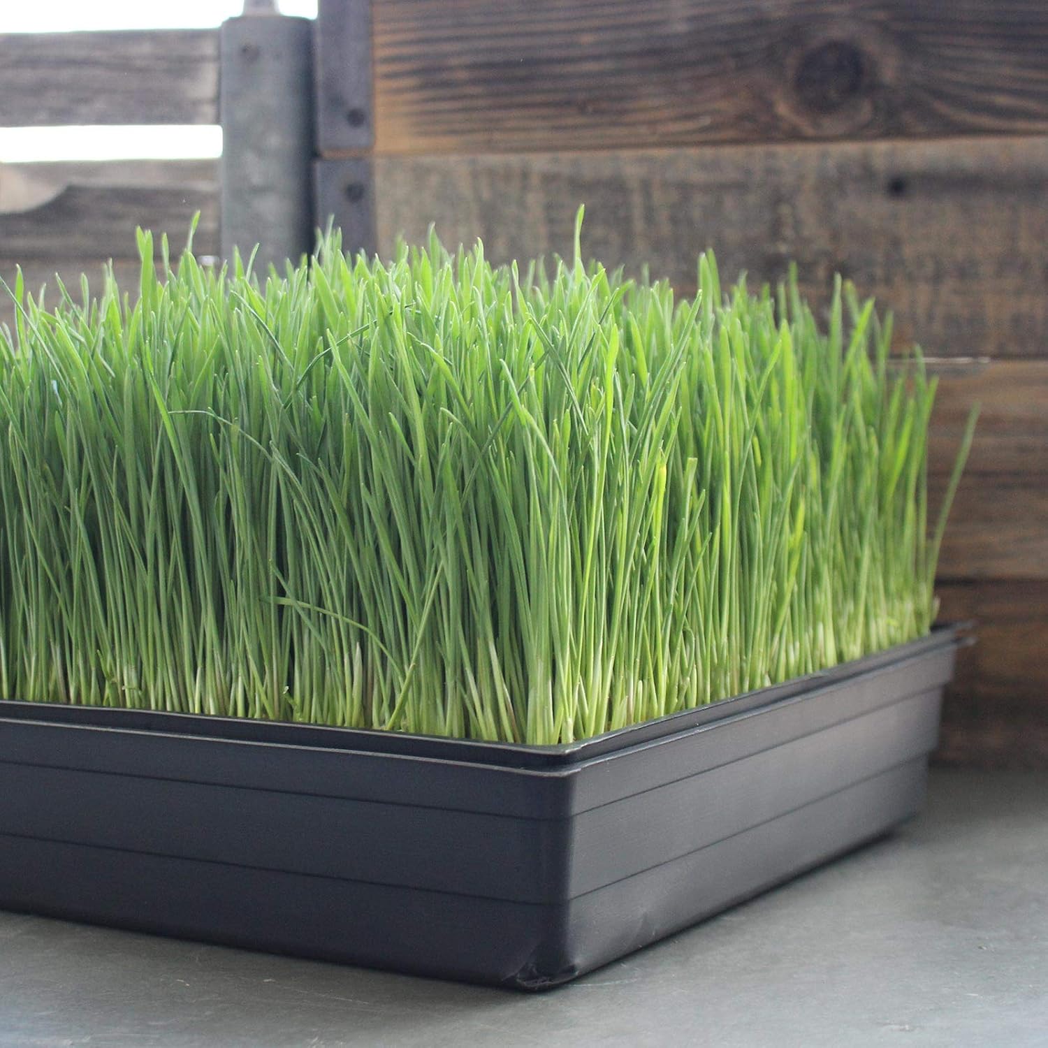 Handy Pantry Organic Wheatgrass Growing Starter Kit Grow & Juice Wheat | Grass Includes Non-GMO, Organic Wheatgrass
