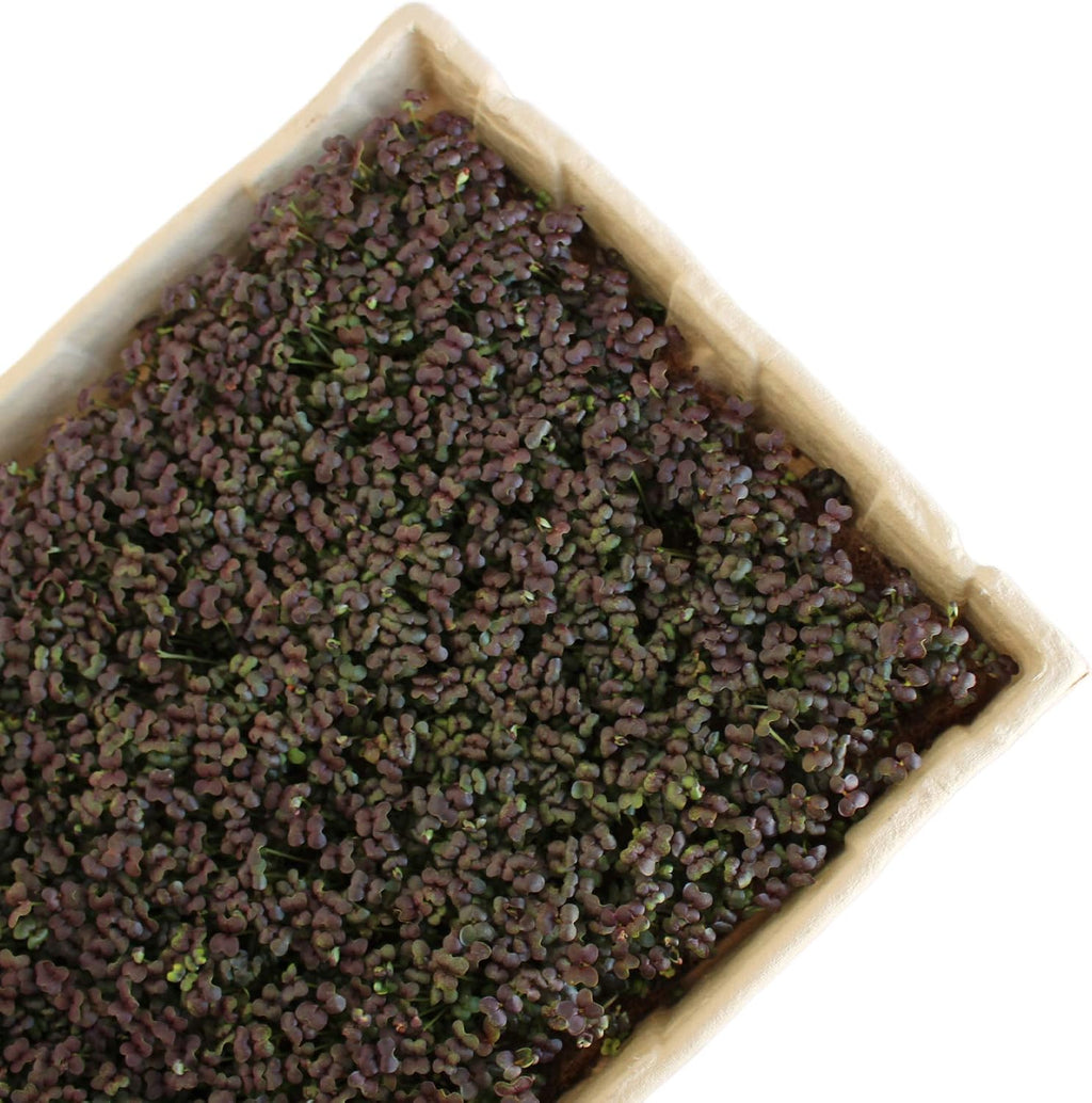 Handy Pantry True Microgreen Tray - ECO Compostable Plant Growing Trays - Single Use Stiff Paper Growing Flats with