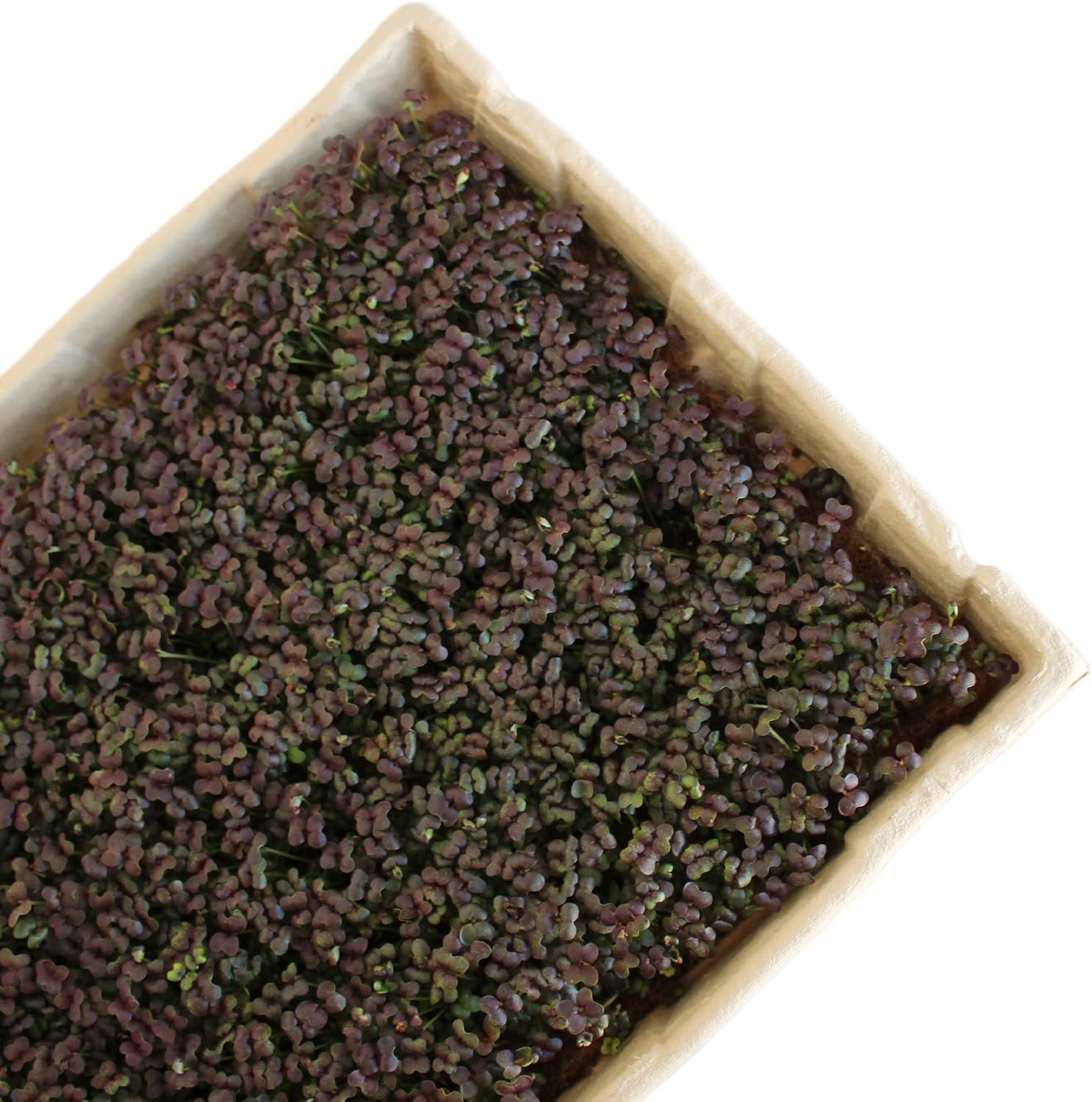 Handy Pantry True Microgreen Tray - ECO Compostable Plant Growing Trays - Single Use Stiff Paper Growing Flats with