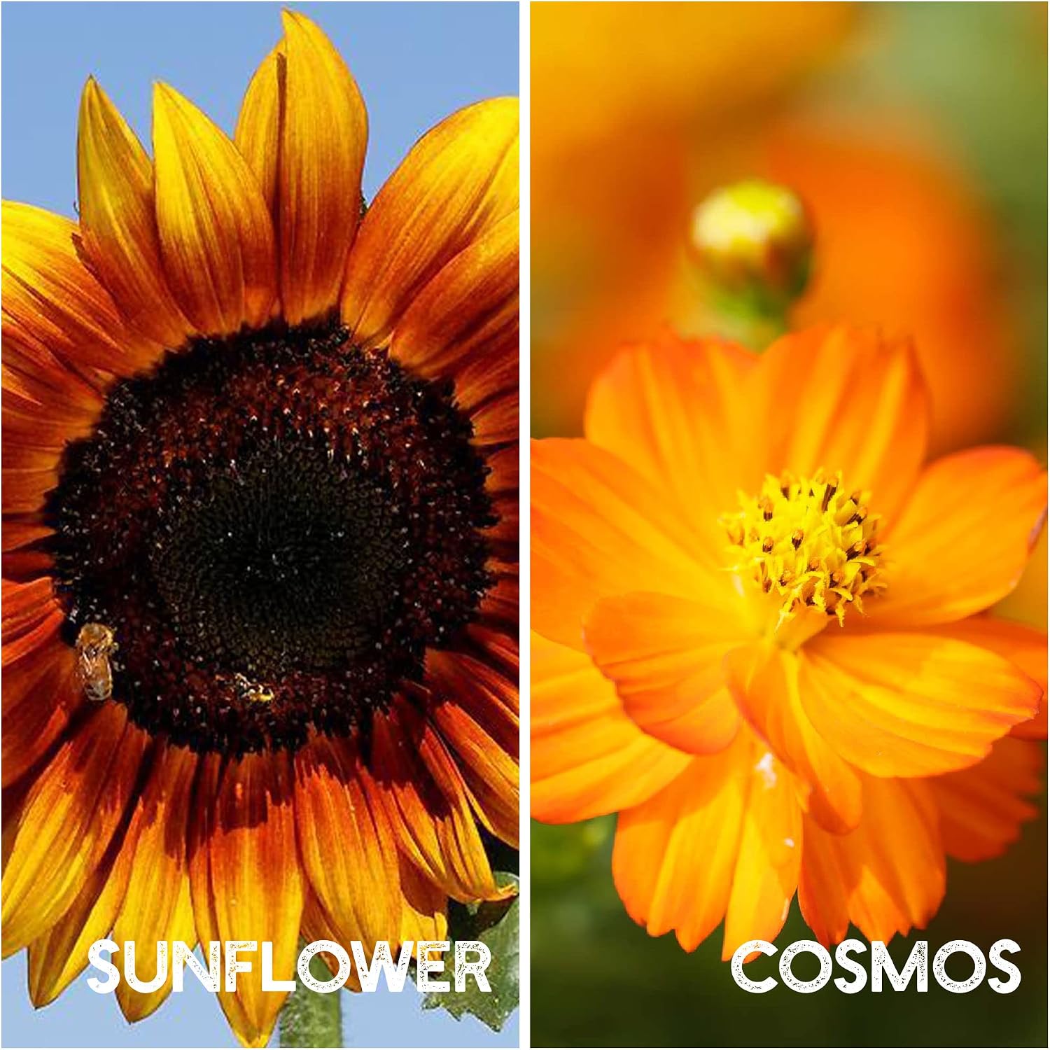 Mountain Valley Seed Co Flower Garden Seed ~6,000 Seeds - 12 Varieties | Flower Seeds for Planting with Zinnia