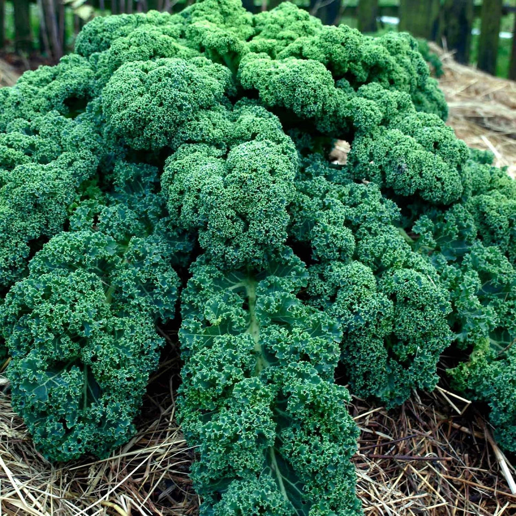 Mountain Valley Seed Co Kale Garden Seeds Vates Blue Scotch Curled 1 Lb | Non-GMO - Heirloom- Vegetable Gardening &