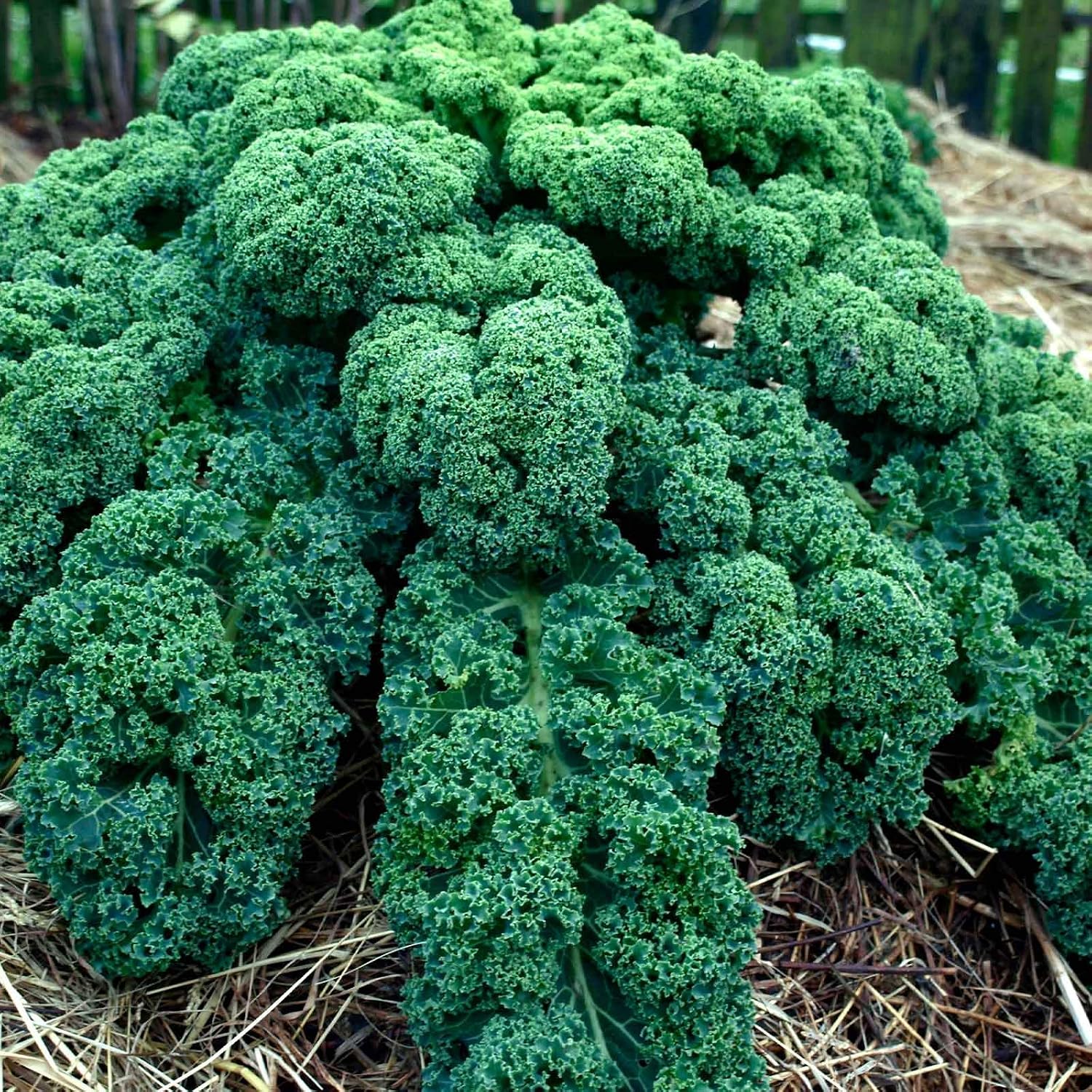 Mountain Valley Seed Co Kale Garden Seeds Vates Blue Scotch Curled 1 Lb | Non-GMO - Heirloom- Vegetable Gardening &