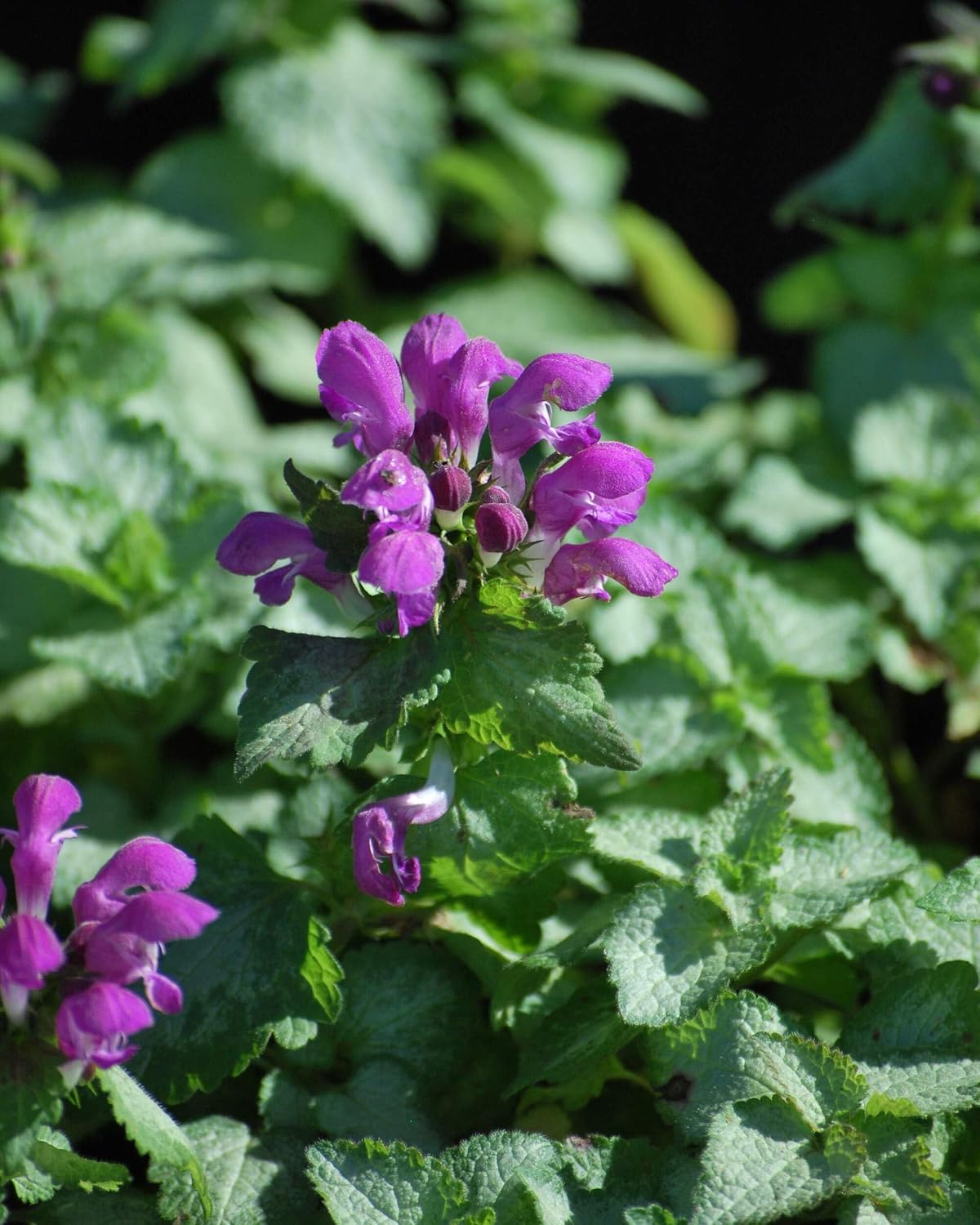 Lamium maculatum ‘Beacon Silver’ (Dead Nettle) Live Perennial, Size- Container, Pink Spring to Summer Flowers with