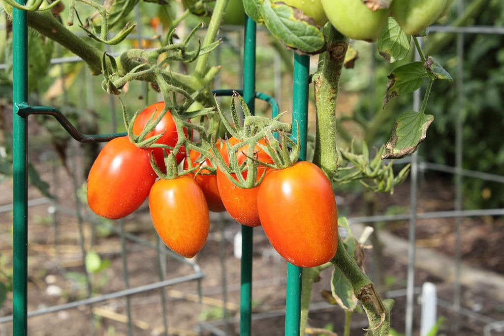 Gardener's Supply Company Lifetime Tomato Cages, Green, Set of 4