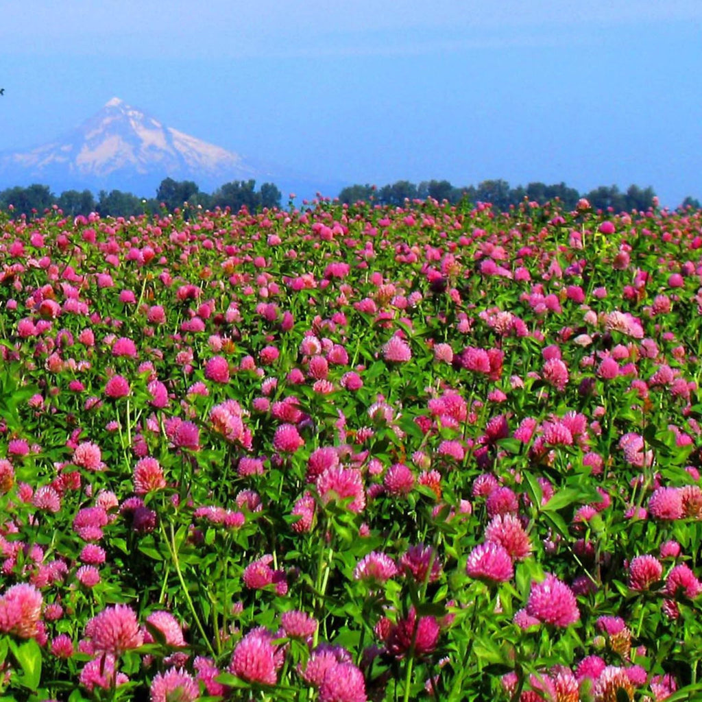 Outsidepride Perennial Red Clover Seeds - 5 lbs. Self-Seeding, Nitrocoated, Inoculated for Lawn, Yard, Forage, Pasture