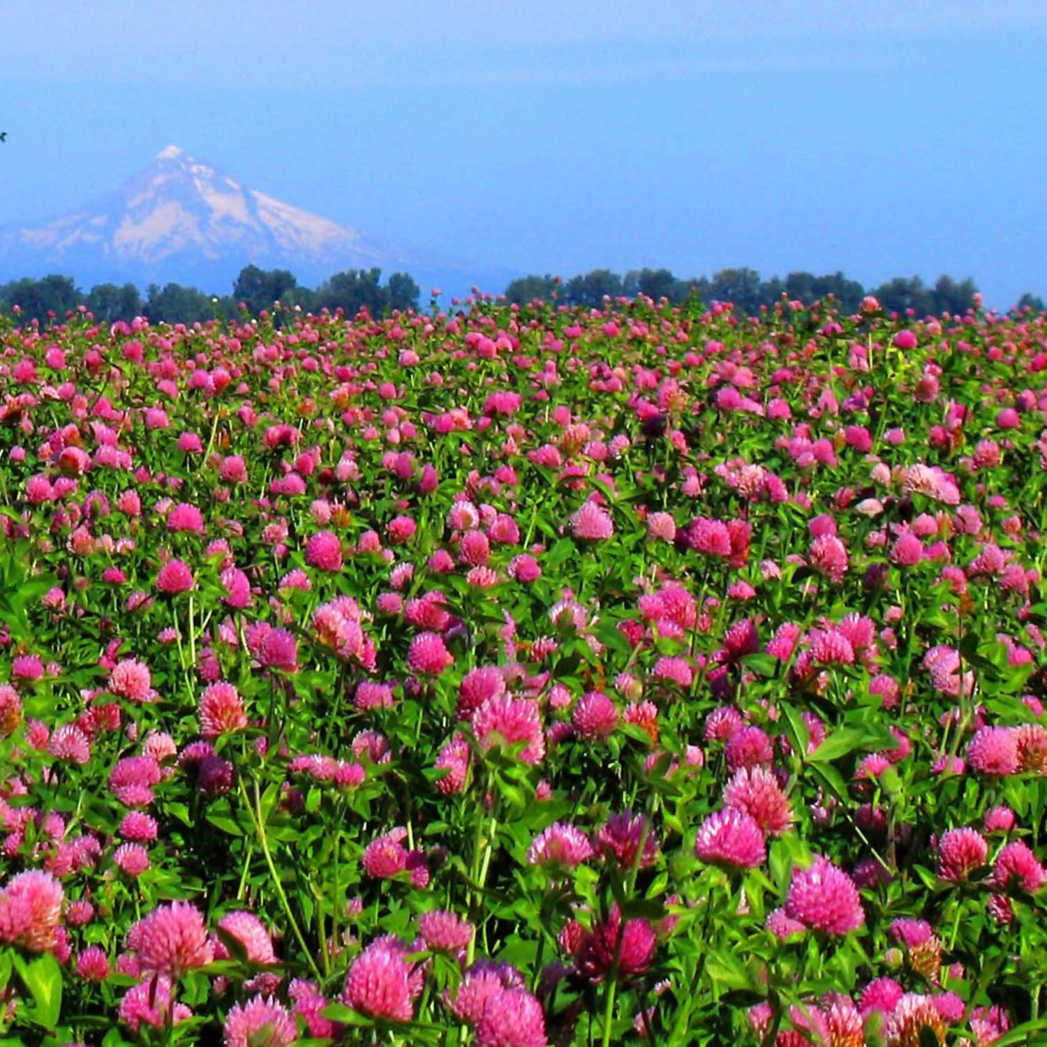 Outsidepride Perennial Red Clover Seeds - 5 lbs. Self-Seeding, Nitrocoated, Inoculated for Lawn, Yard, Forage, Pasture