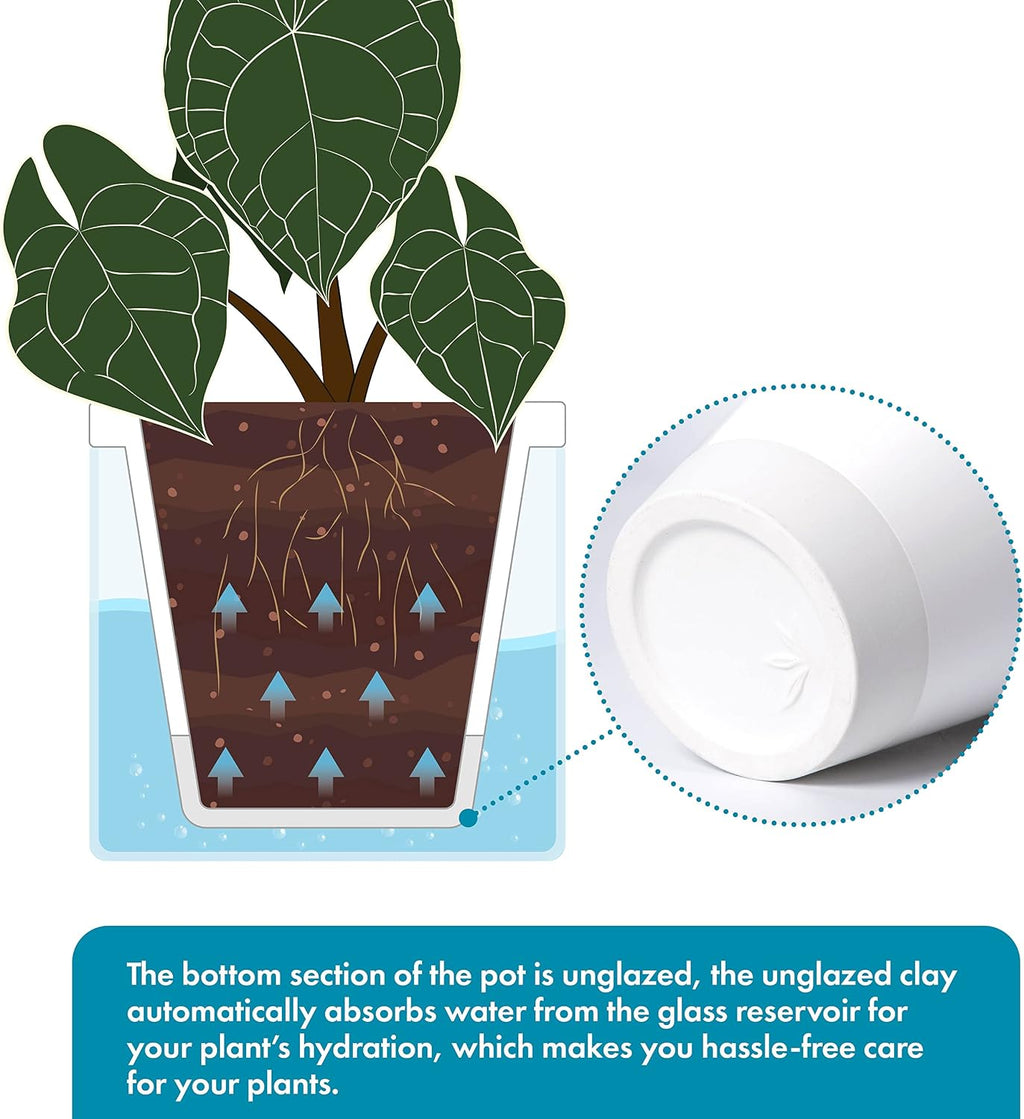 D'vine Dev Self-Watering White Terracotta Planter Pot, 6 in, 37-X-B-2 | Terracotta & Glass Design, Clear Water