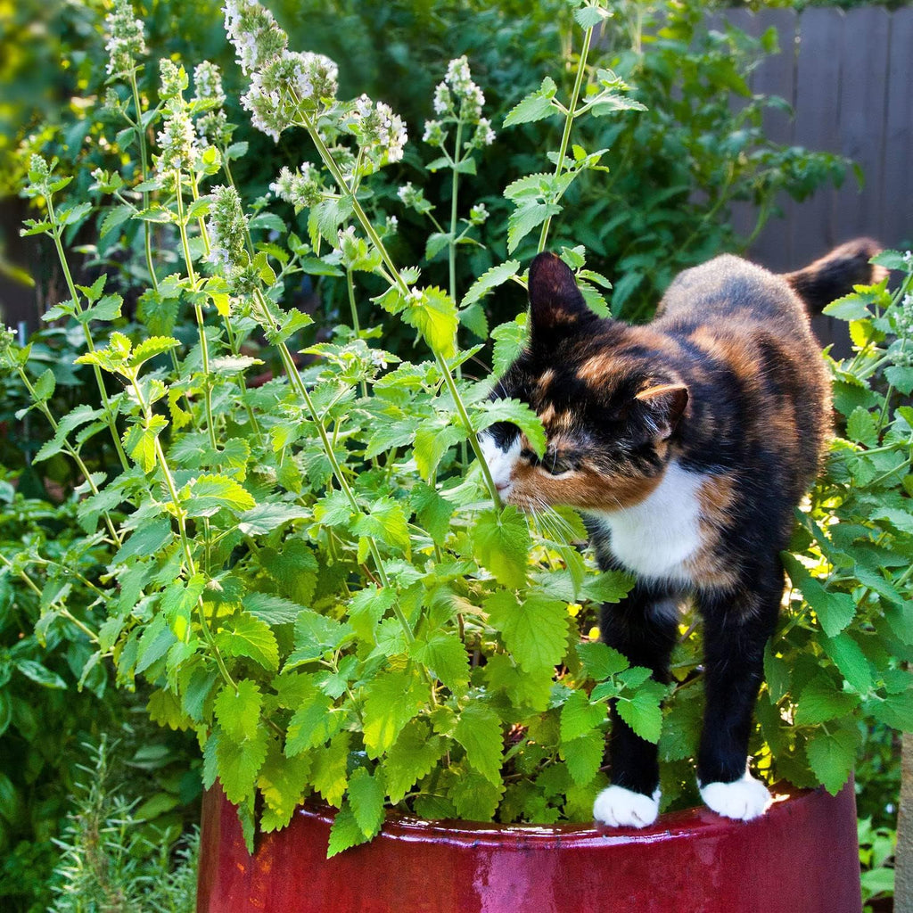 Bonnie Plants Catnip Live Herb Plants - 4 Pack, Pet Friendly, Grows Great In Containers, Fresh For Cats & Dries For Cat