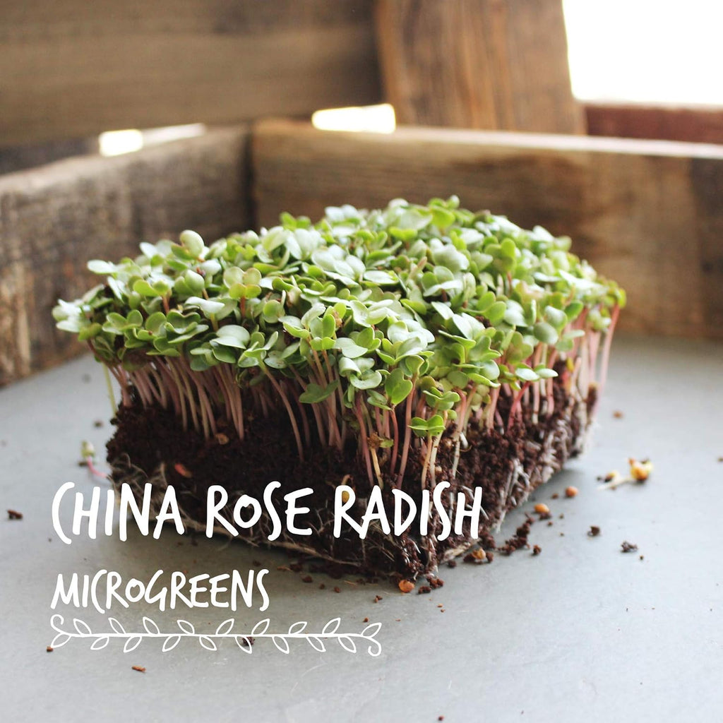 Mountain Valley Seed Co China Rose Radish Sprouting Seeds 5 Lb Non-GMO | China Rose Radish Seeds for Microgreens
