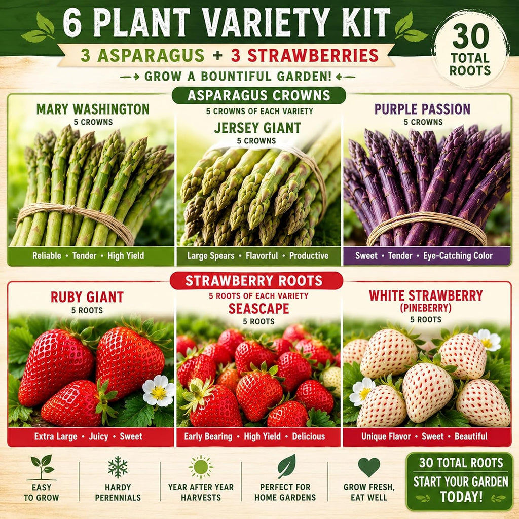 Asparagus & Strawberry Roots Variety Pack | 30 Live Bare Root Plants | 3 Asparagus Varieties + 3 Strawberry Varieties