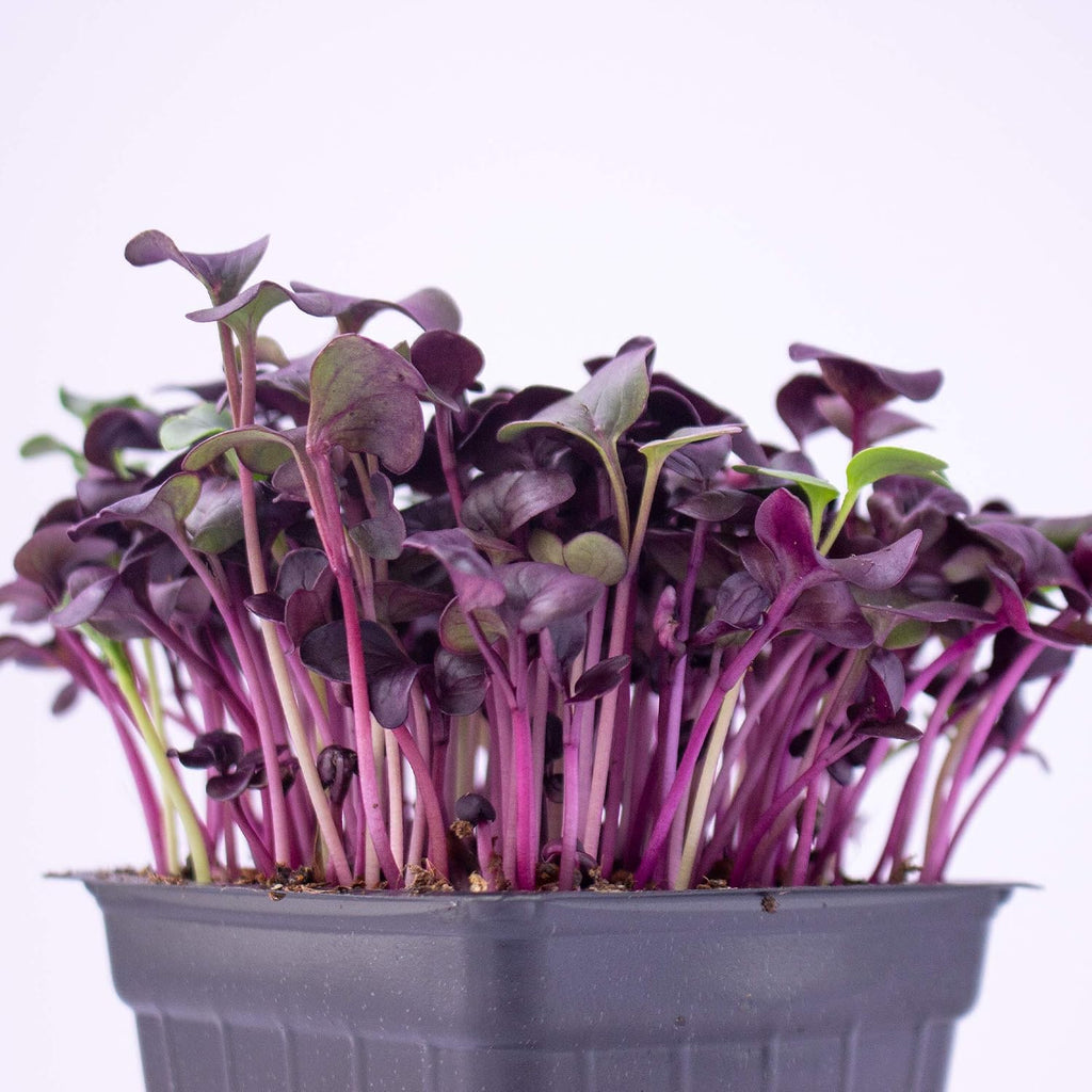 Mountain Valley Seed Co Purple Radish Microgreens Seed - 1 Lb ~42,800 Seeds | Premium, Non-GMO - For Growing Micro