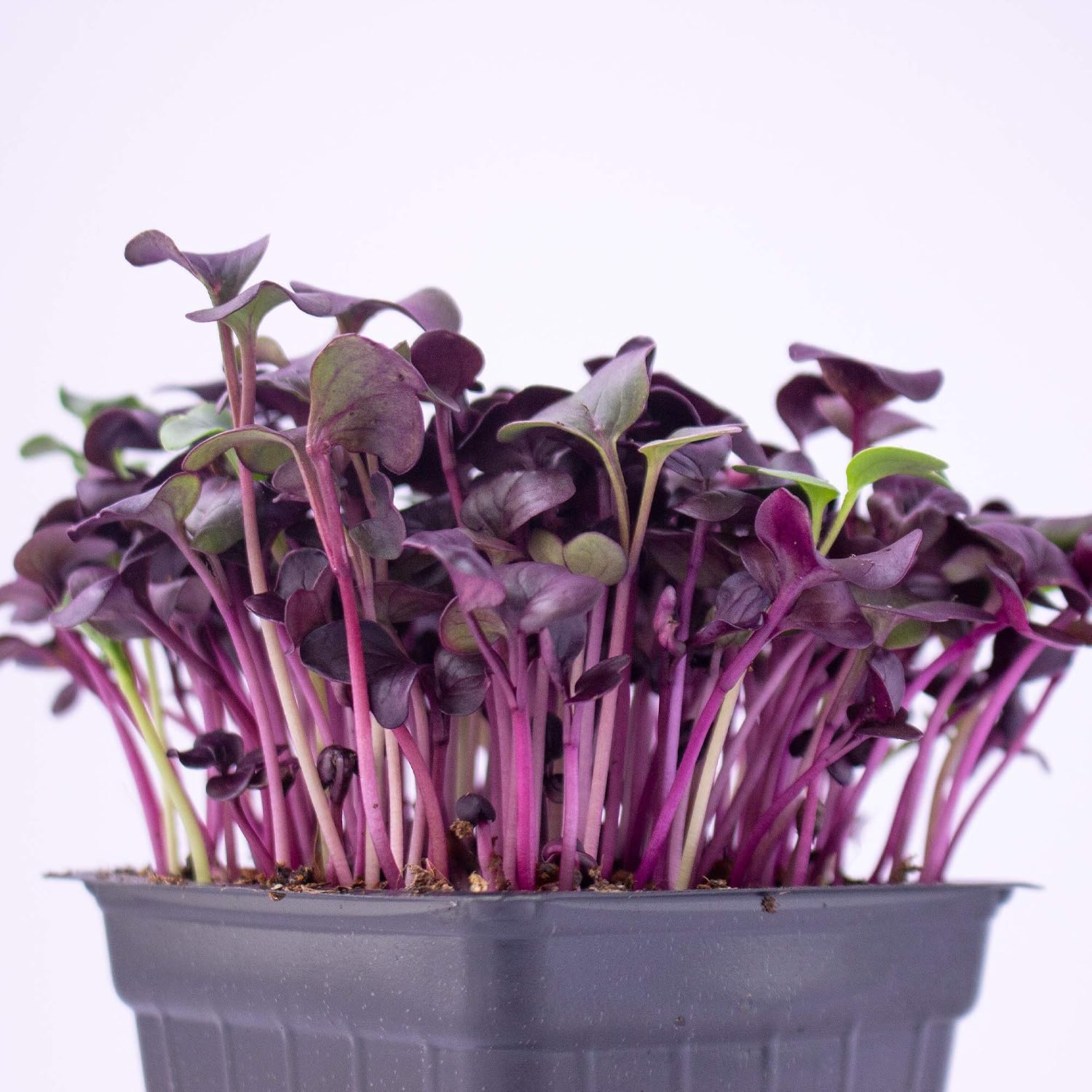 Mountain Valley Seed Co Purple Radish Microgreens Seed - 1 Lb ~42,800 Seeds | Premium, Non-GMO - For Growing Micro