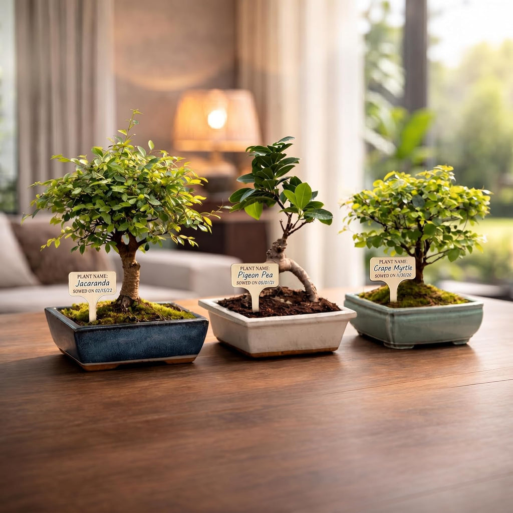 Bonsai Tree Kit Deluxe - Growing 5 Unique Japanese Bonzai Trees | Complete Indoor Bonsai Starter Kits for Growing Trees