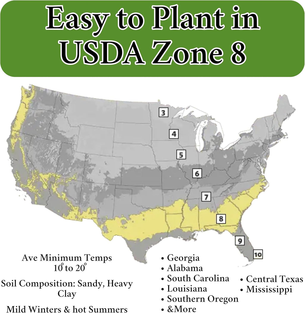 B&KM Farms Regional Garden Starter Kit – 37 Heirloom Varieties, 36,000+ Seeds – Non-GMO Vegetable & Herb Seeds for Deep