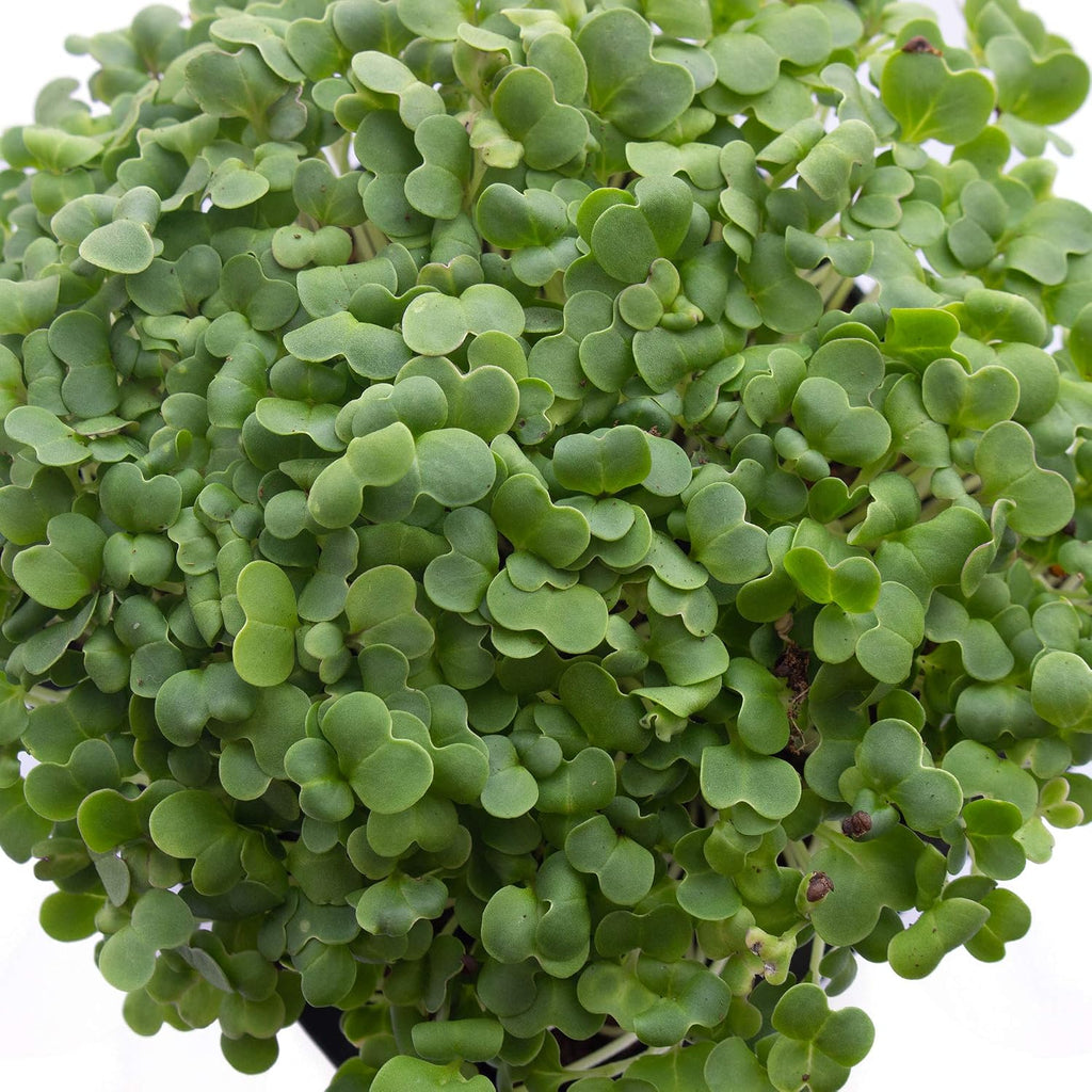 Mountain Valley Seed Co Green Cabbage Microgreens Seeds 1 Lb ~108,800 Seeds | High Germination, Non-GMO Seed for