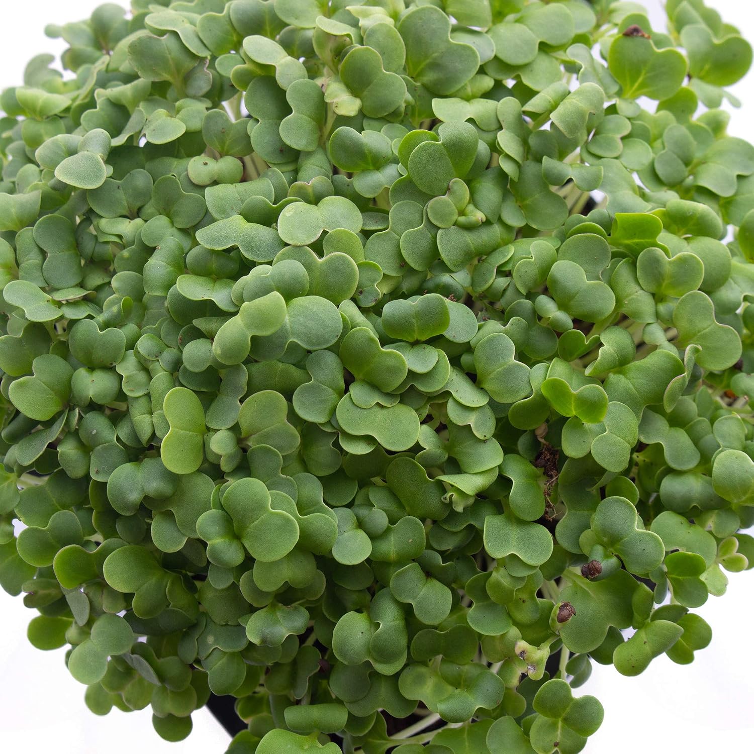 Mountain Valley Seed Co Green Cabbage Microgreens Seeds 1 Lb ~108,800 Seeds | High Germination, Non-GMO Seed for