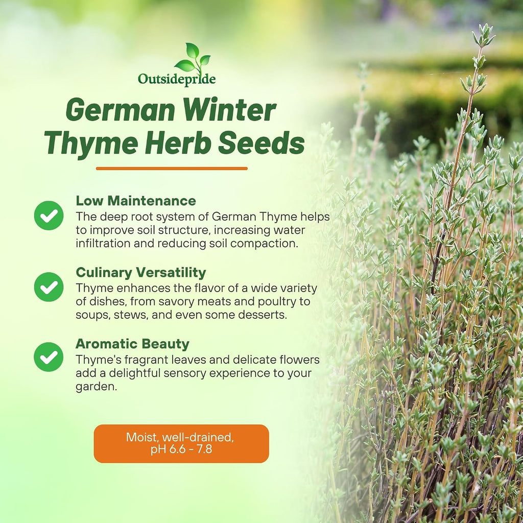 Outsidepride German Winter Thyme Seeds - 1/4 lb, Perennial, Hardy, Heat & Drought-Tolerant Herb Seeds for Planting for