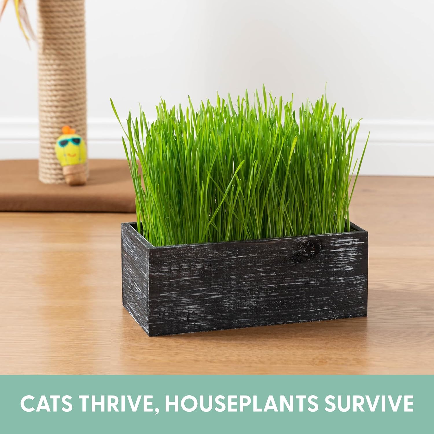 The Cat Ladies Cat Grass Kit with Black Rustic Wooden Planter, Organic Cat Grass Seeds and Soil. Easy to Grow Cat Grass