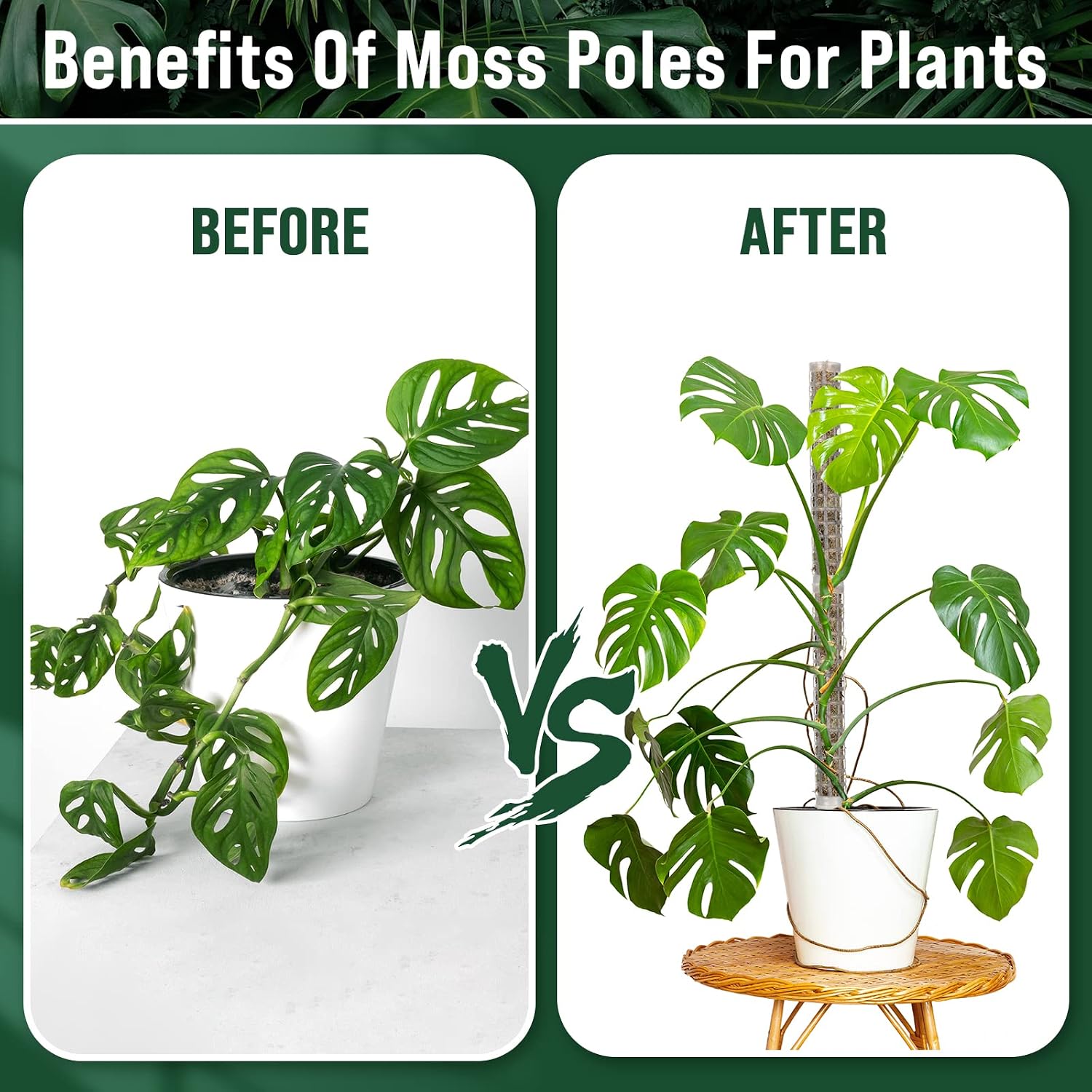 20 Pcs 15 Inch Plastic Moss Pole for Plants Monstera Moss Totem Pole Stick Plastic Monstera Plant Support 10 Pcs Plant