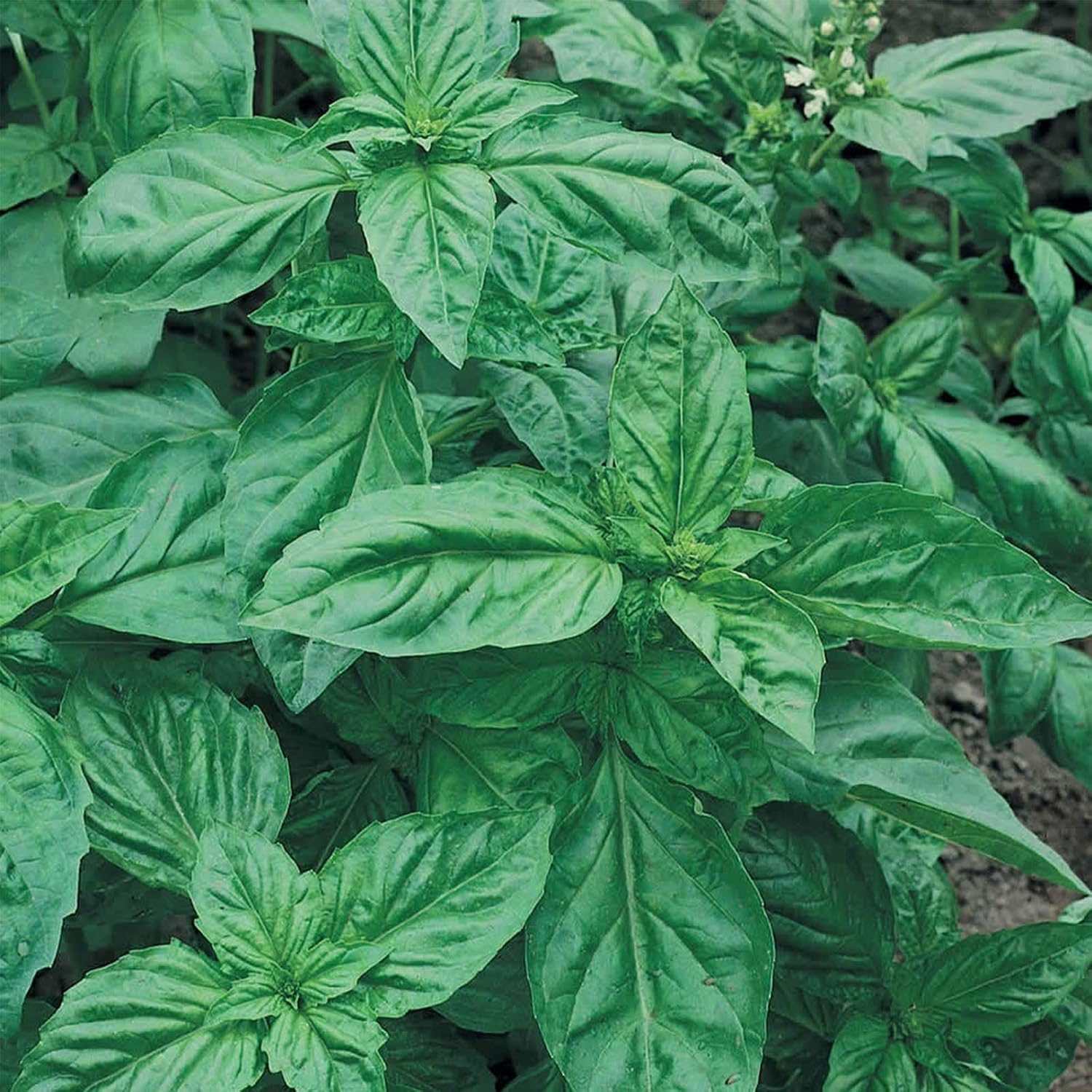 Mountain Valley Seed Co Genovese Basil Microgreens Seed 1 Lb 256,000‬ Seeds | Non-GMO Bulk Seed for Growing Micro