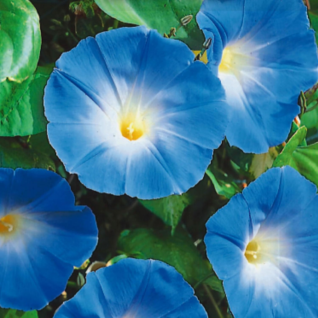 Ferry Morse Morning Glory Heavenly Blue Flowering Plant Seeds - Attracts Pollinators, GMO Free - 12 Pack - Plant Seed