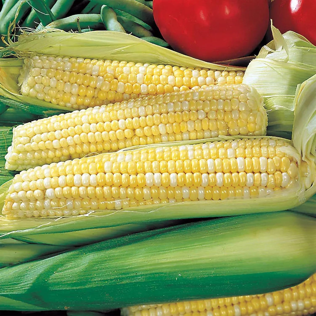 Park Seed 3 Sisters Collection – Grow Corn, Beans & Squash Together for Mutual Support, Includes Ambrosia Corn, Algarve