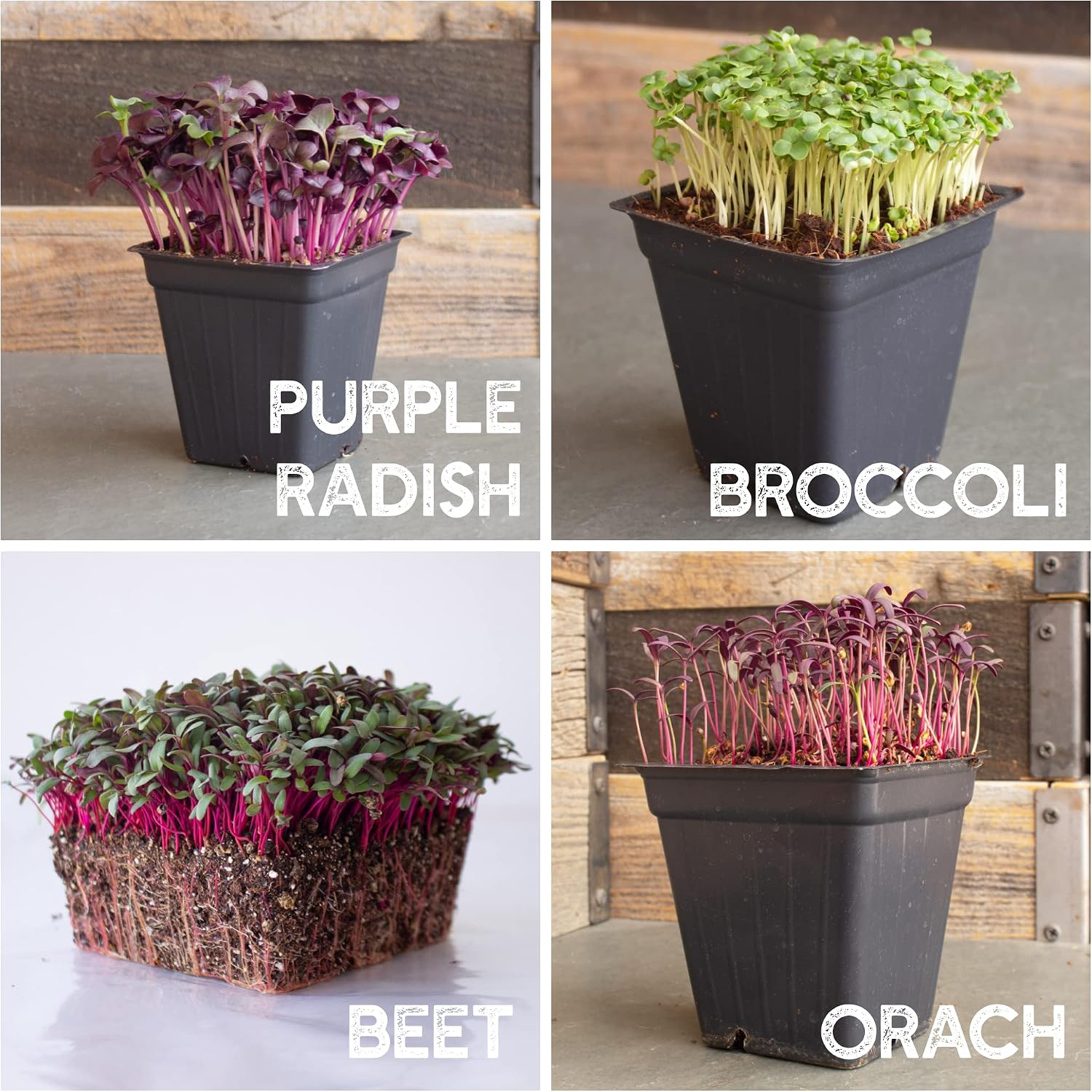 Mountain Valley Seed Co 12 Variety Pack Microgreens Seeds Kit Broccoli Seed | Sprouting Plus Purple Radish, Beet