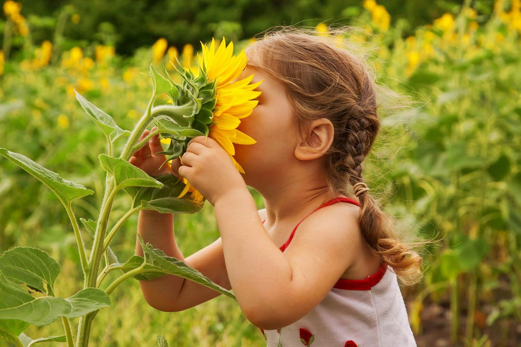 NatureZ Edge 5200+ Sunflower Seeds for Planting Bulk Variety Pack, Get More Sunflower Seeds to Plant, from Dwarf
