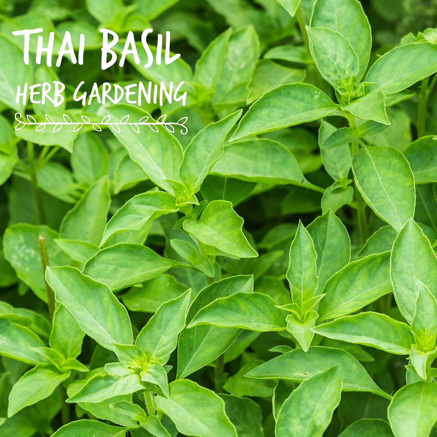 Mountain Valley Seed Co Thai Basil Seeds - (4 Oz) Bulk Herb Seeds | Growing Microgreens, Indoor Gardening: Micro Greens