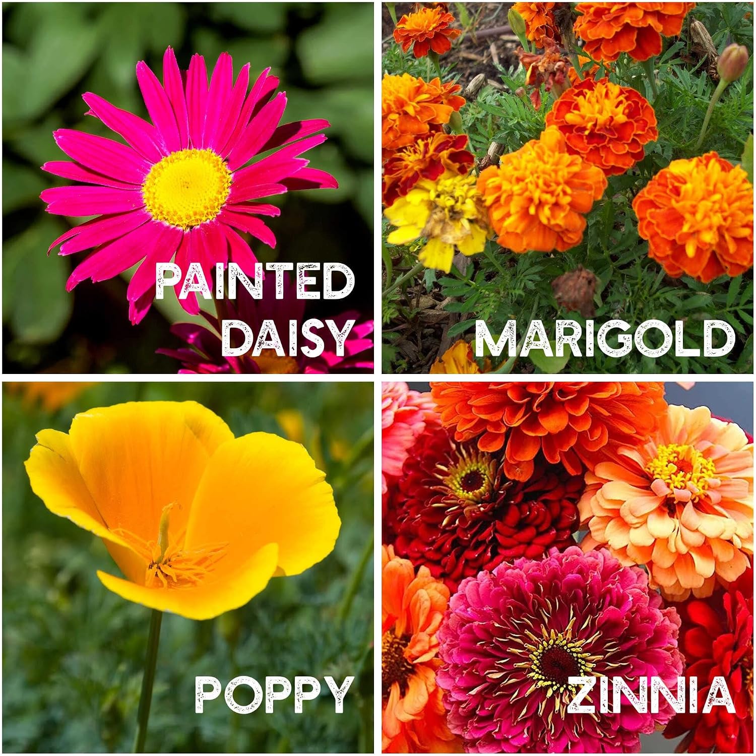 Mountain Valley Seed Co Flower Garden Seed ~6,000 Seeds - 12 Varieties | Flower Seeds for Planting with Zinnia