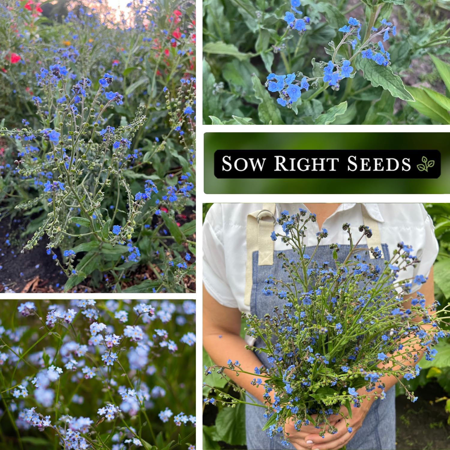 Sow Right Seeds - Chinese Forget-Me-Not Seed for Planting Flowers 25pk | Plant annual non-GMO heirloom for outdoor home
